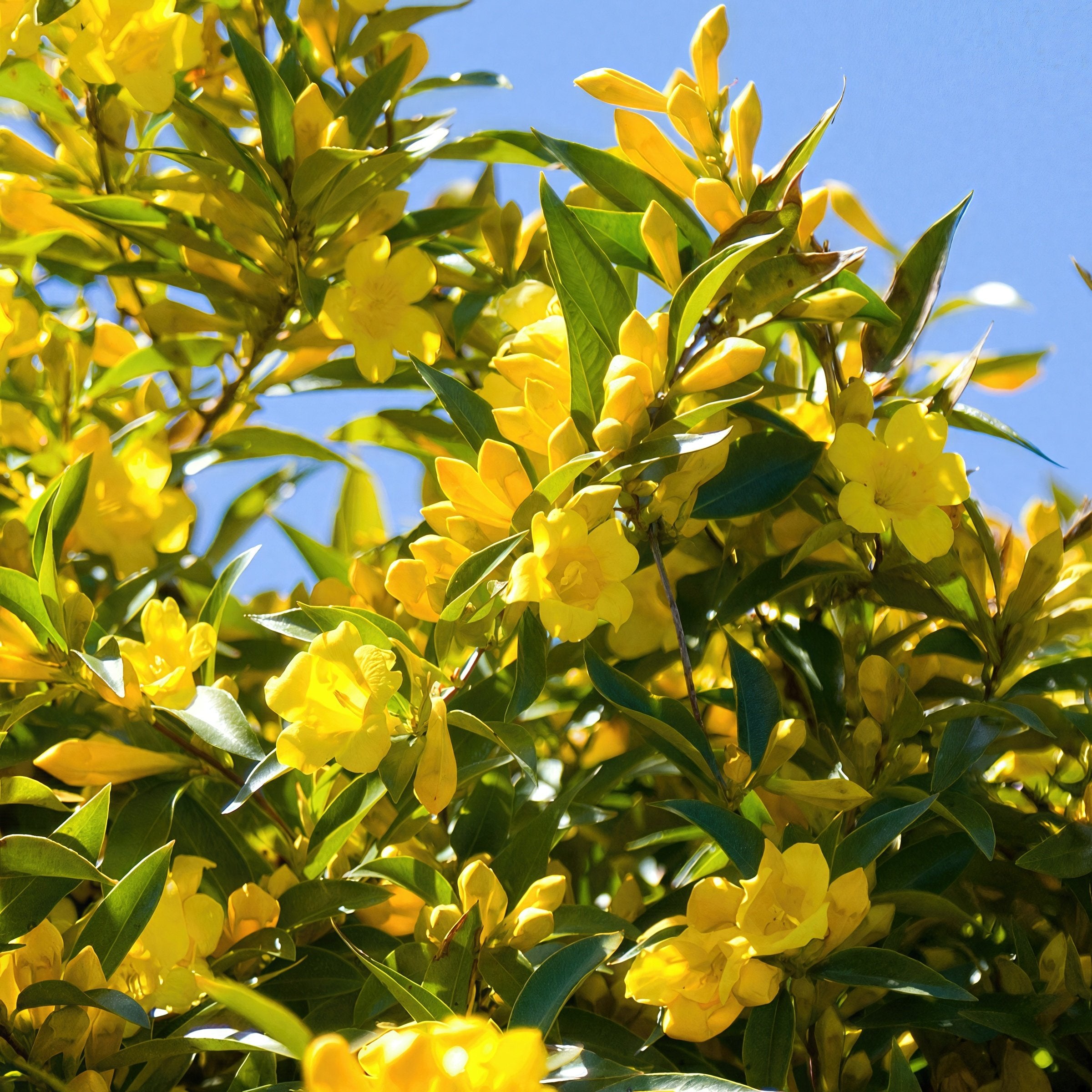 Carolina Jessamine - 1 Gallon Pot