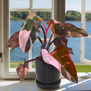 Pink Princess Philodendron - 4" Pot