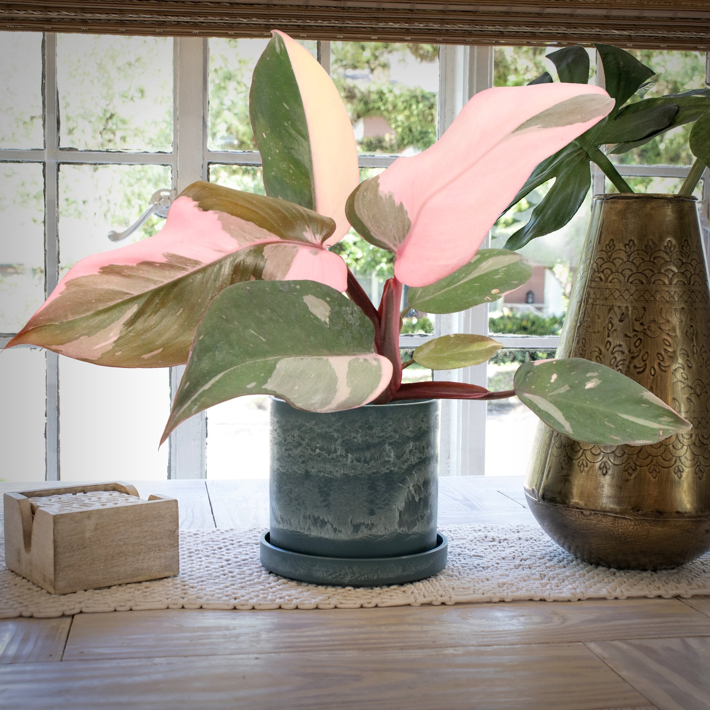 Pink Princess Philodendron - 4" Pot