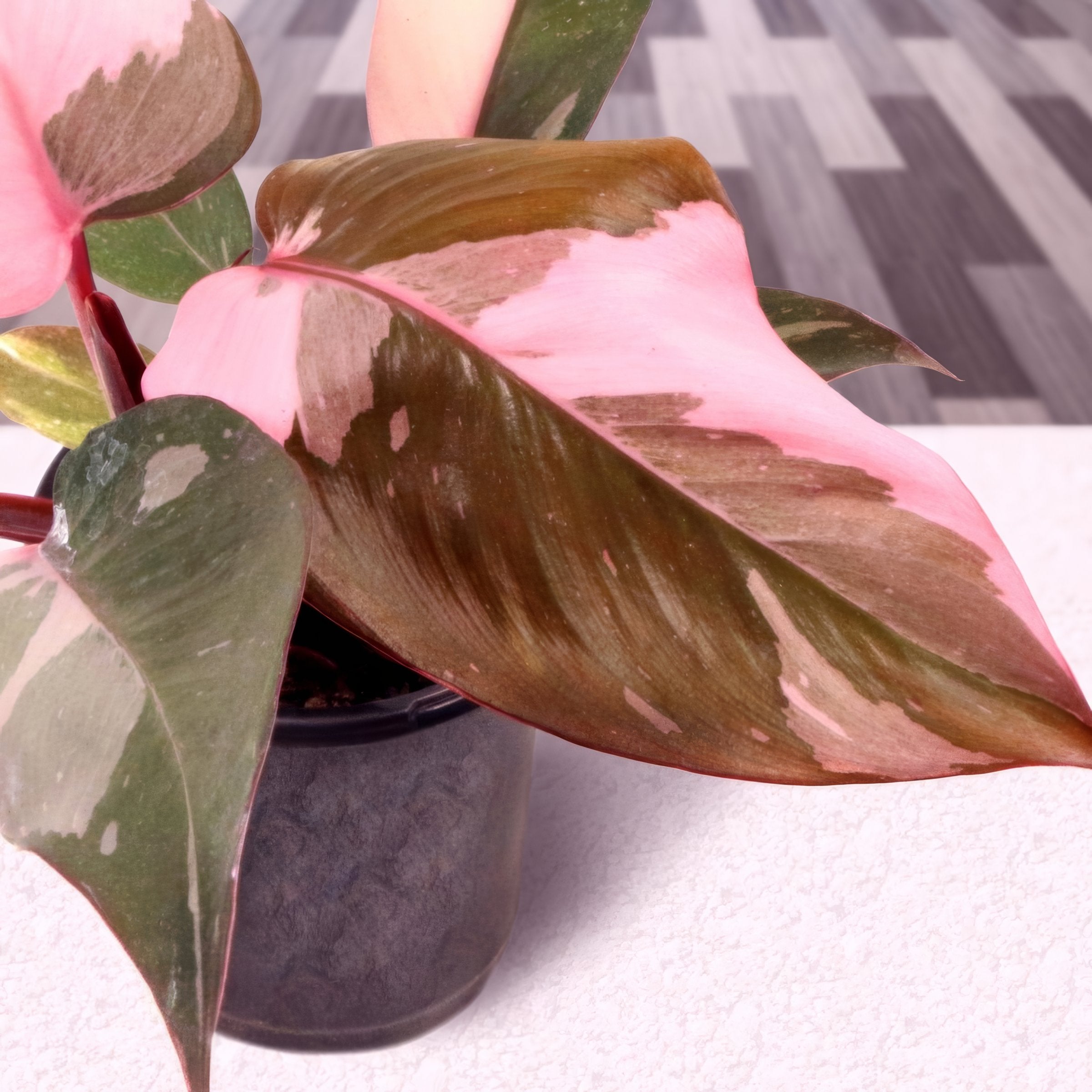 Pink Princess Philodendron - 4" Pot