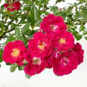 Miniature Rose Collection - 2.5" Pot