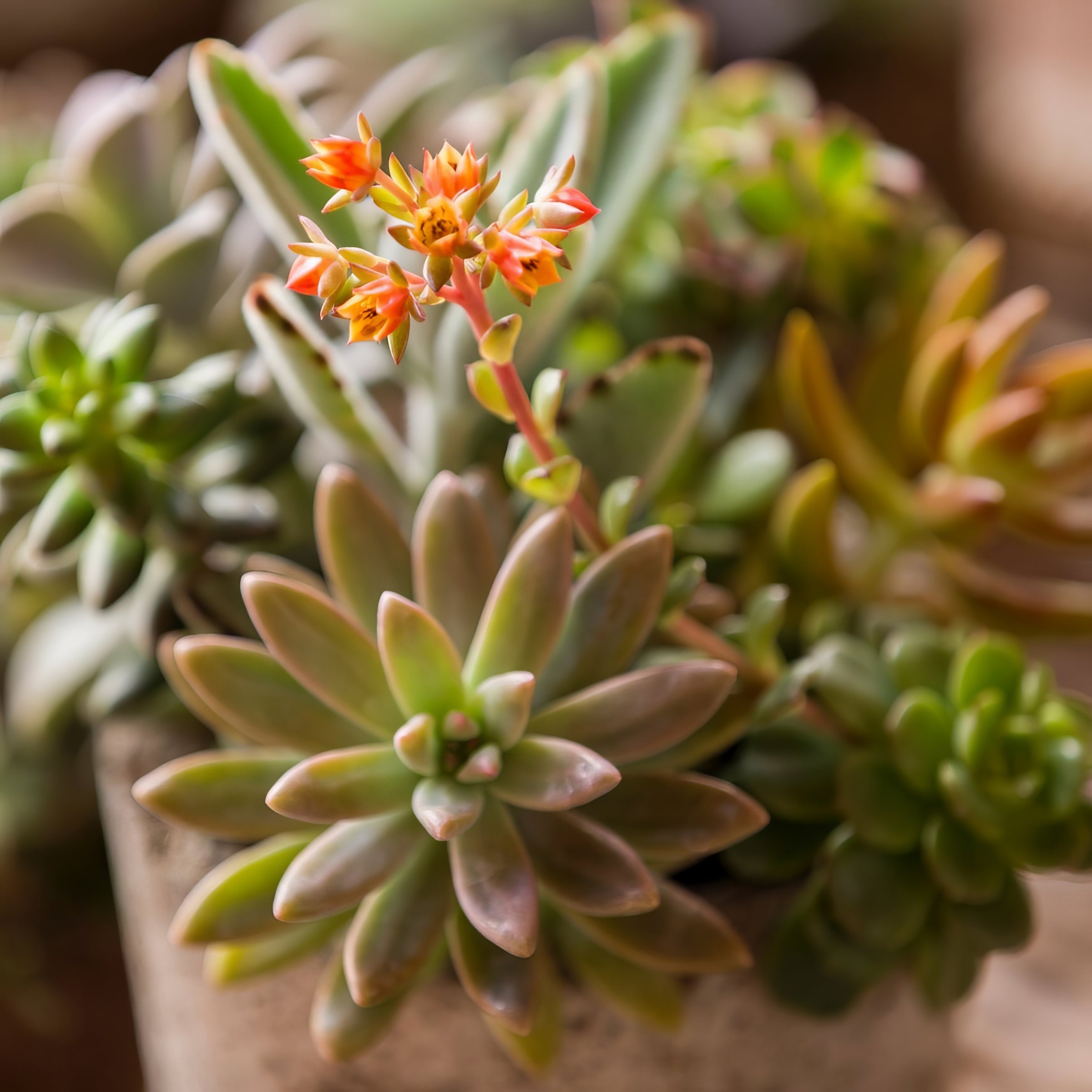 Sedum / Echeveria Mixed Succulent Garden 10" Hanging Basket (PICK UP ONLY)