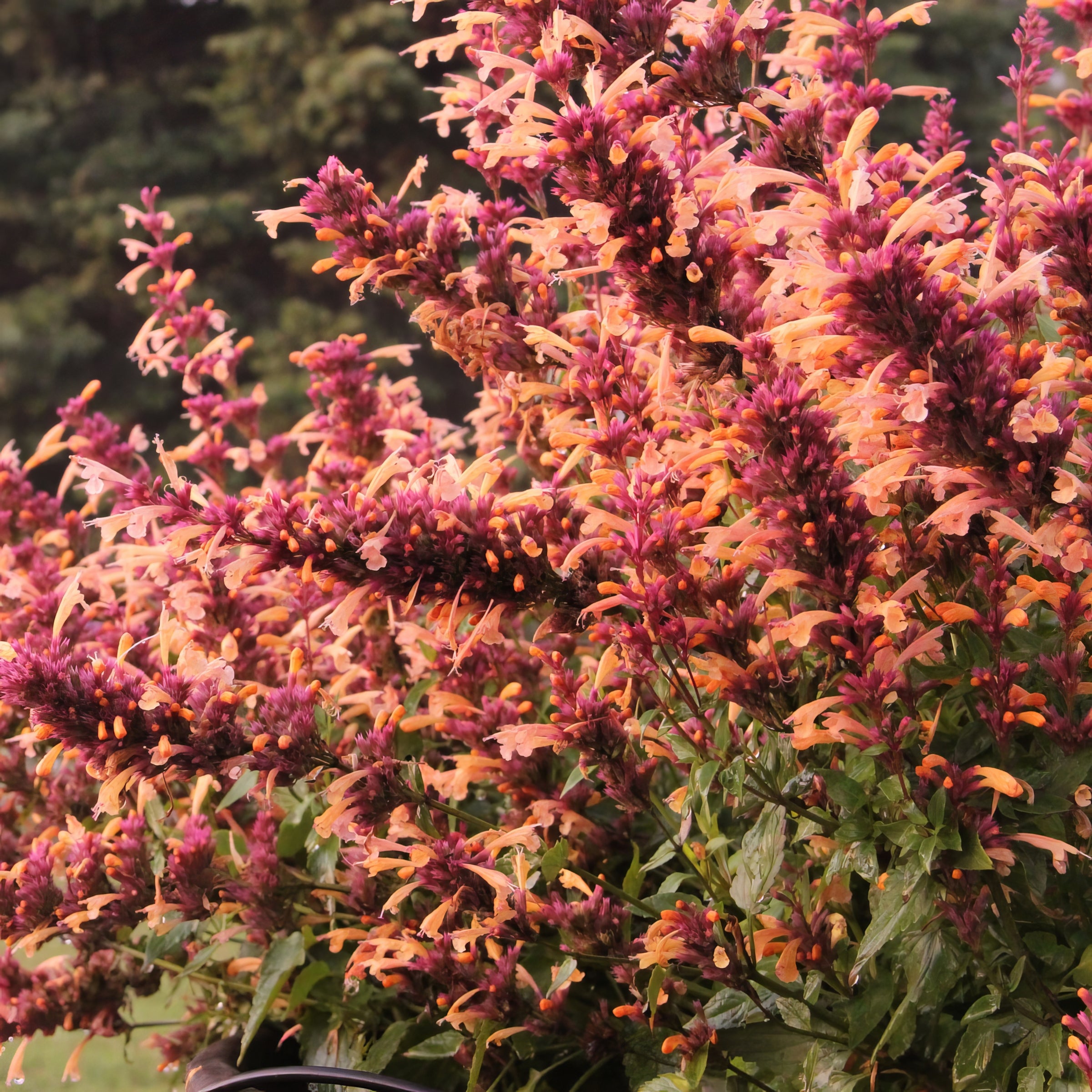 'Peachie Keen' Hummingbird Mint - 3.25" Pot, SPRING PREORDER