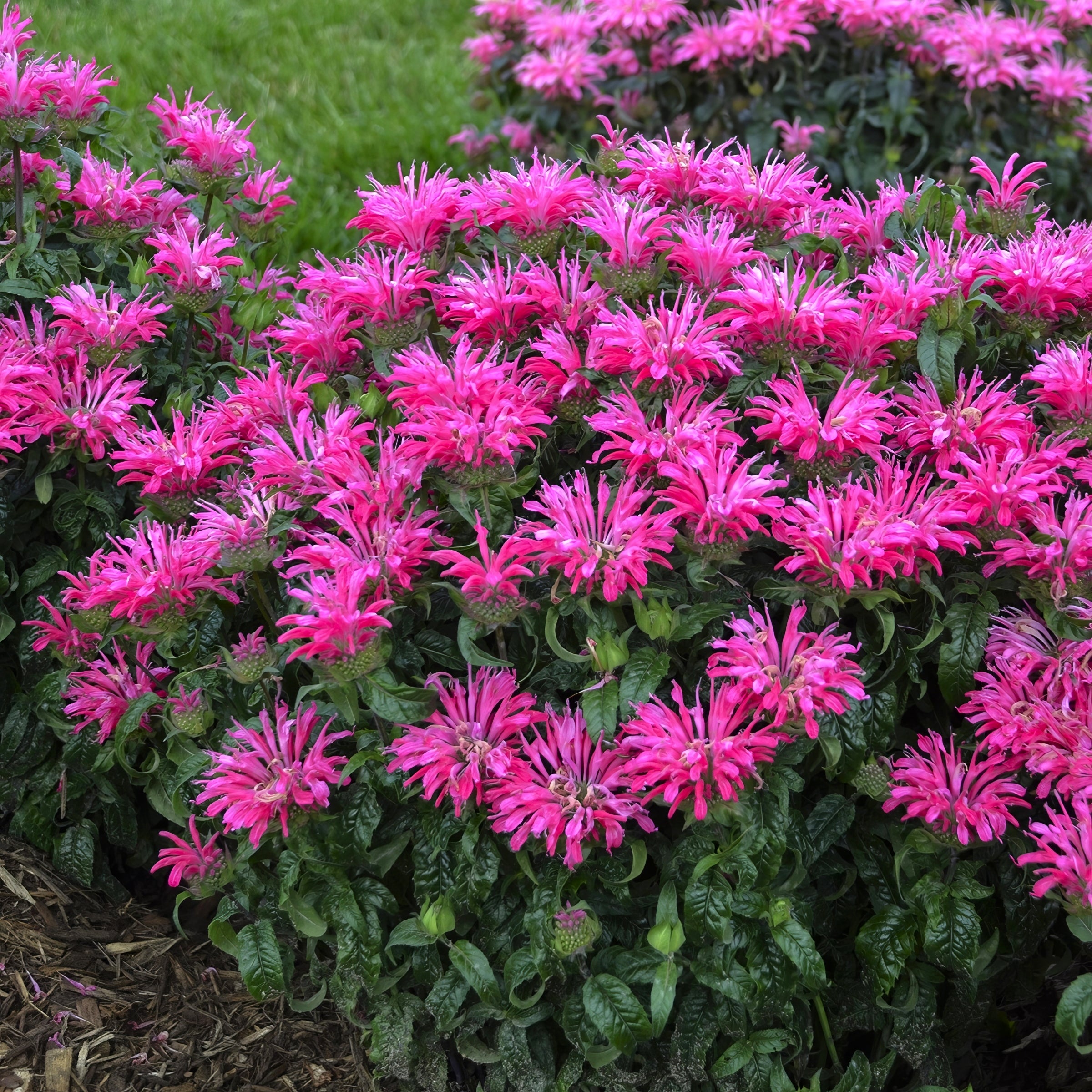 Monarda 'Balmy Pink' - 1 Gallon Pot