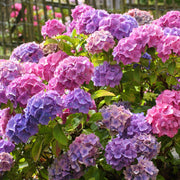 All Summer Beauty Hydrangea - 1 Gallon Pot