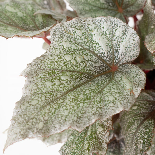 Shadow King® Cool White Begonia - 6