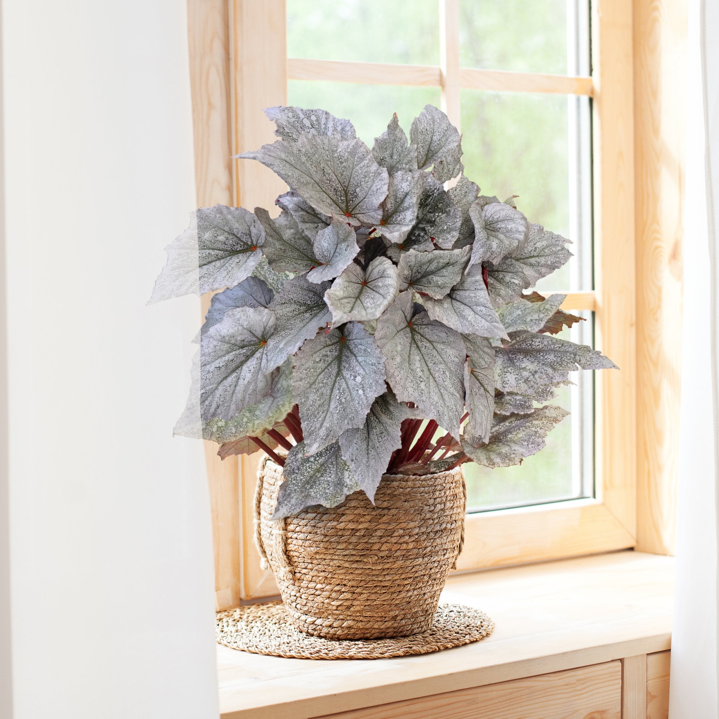 Shadow King® Cool White Begonia - 6" Pot, THE BIG PLANT SALE