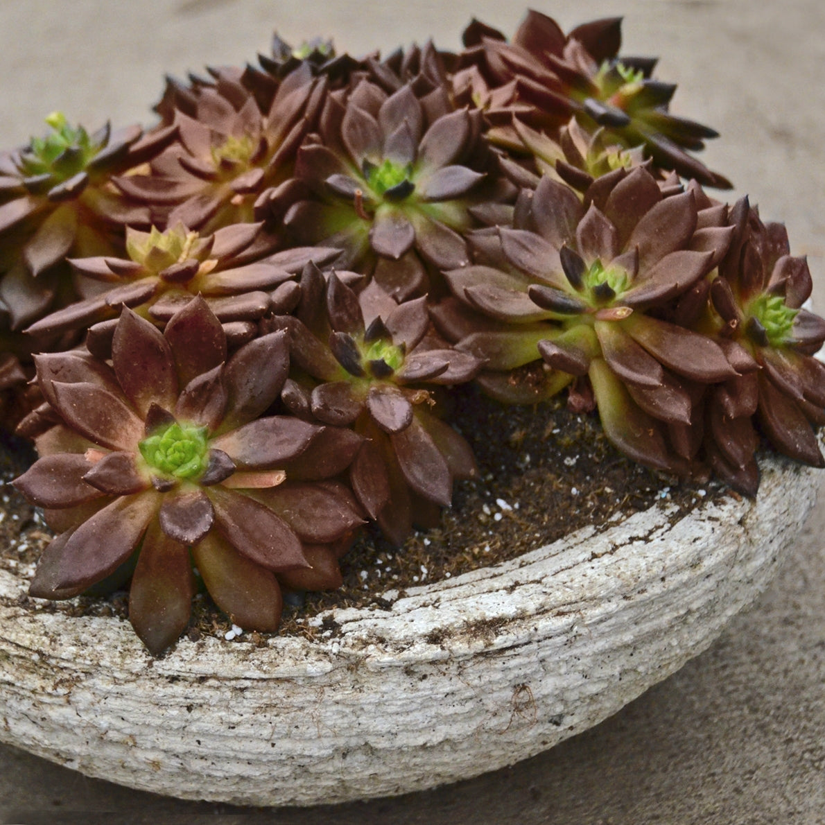 Echeveria Serrana - 4" Pot, THE BIG PLANT SALE