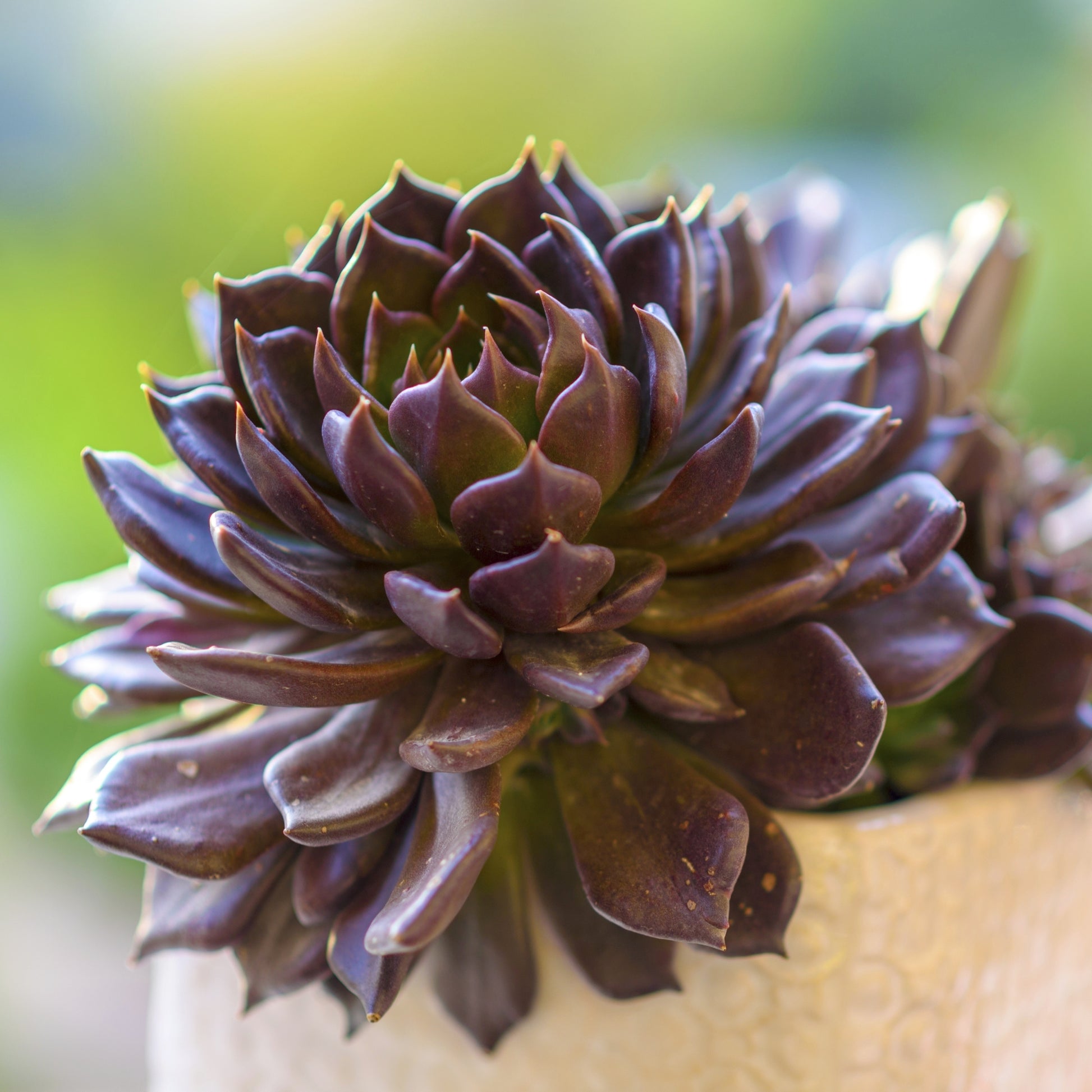 monthly succulent club Deluxe Houseplant Club
