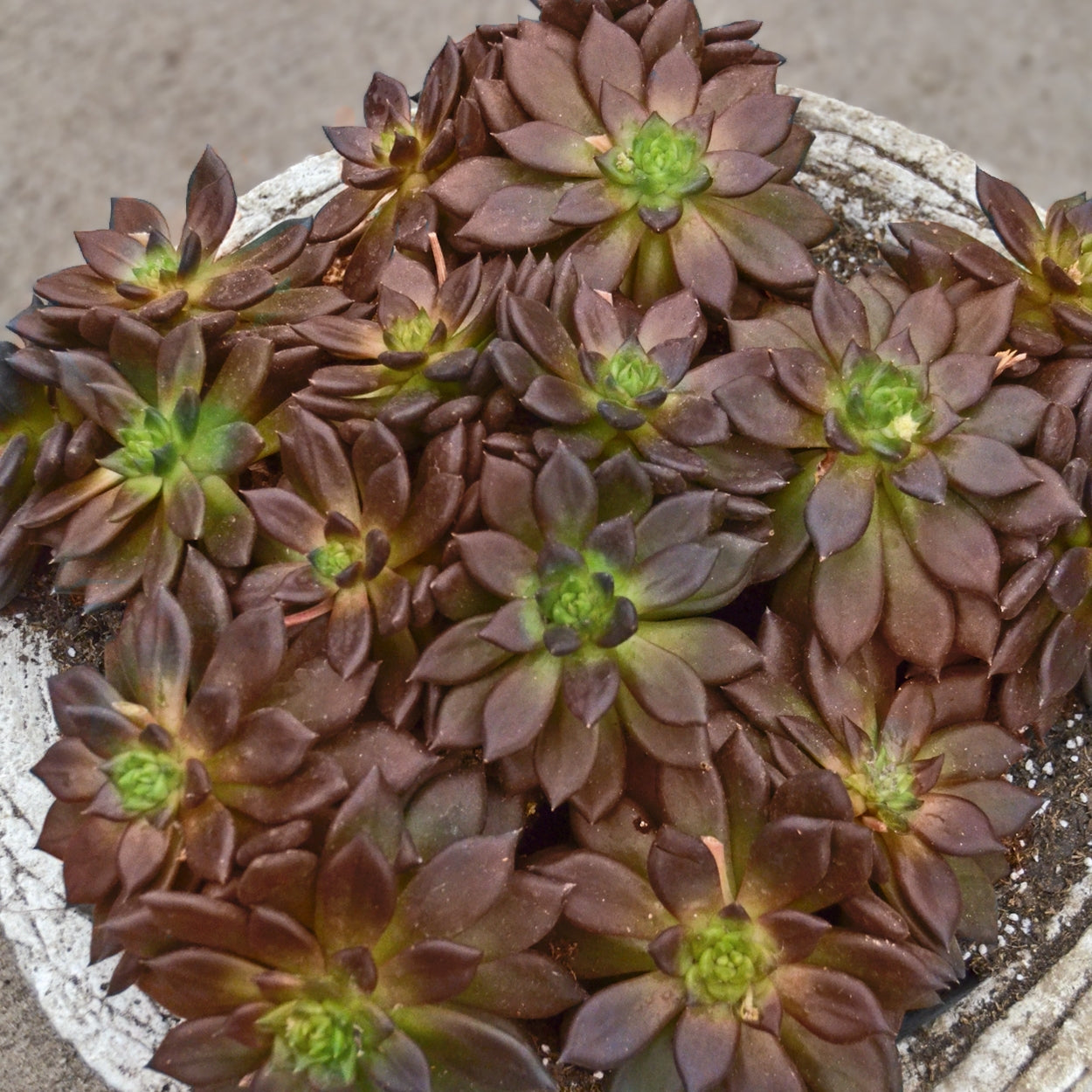 Echeveria Serrana - 4" Pot, THE BIG PLANT SALE