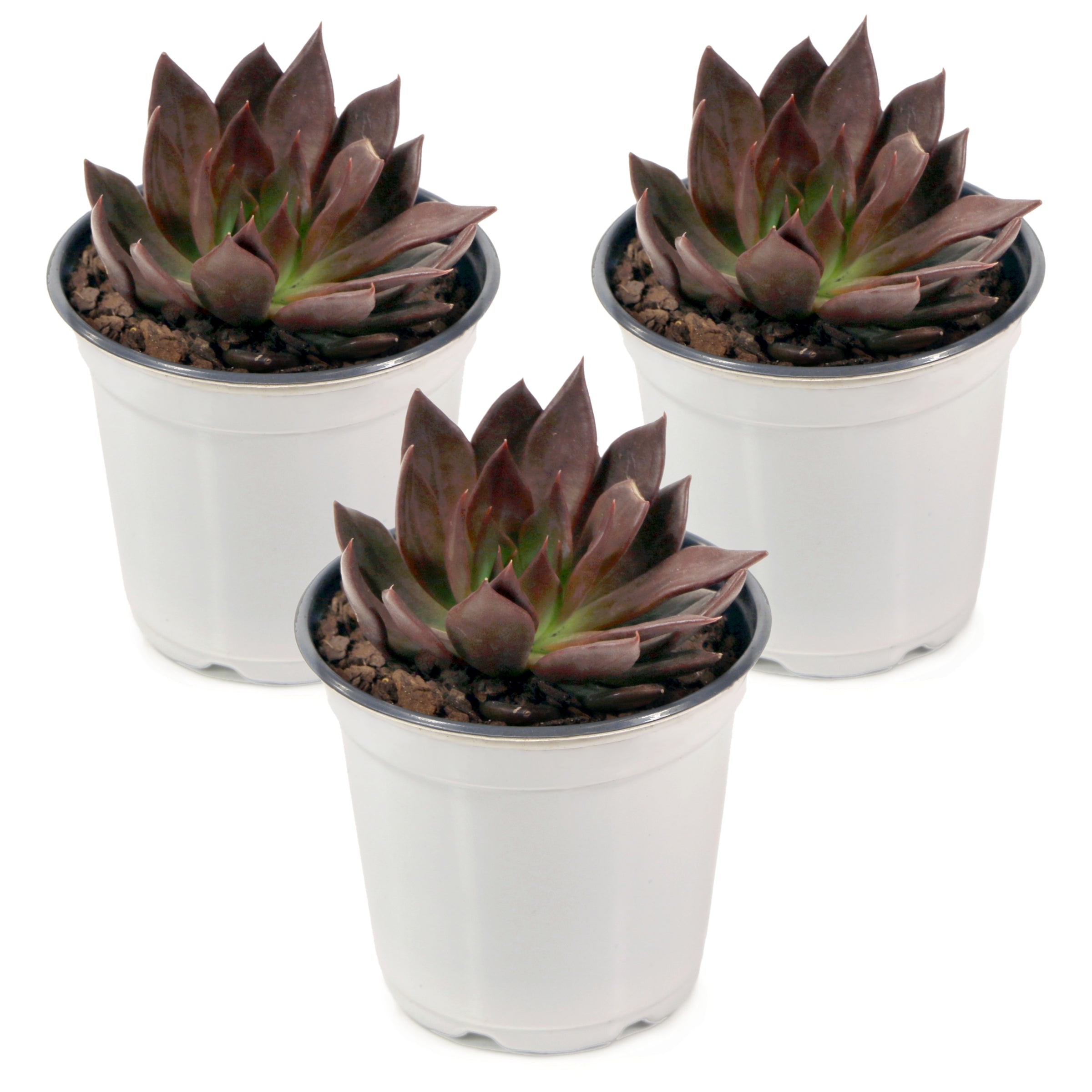 Cottage Farms Direct