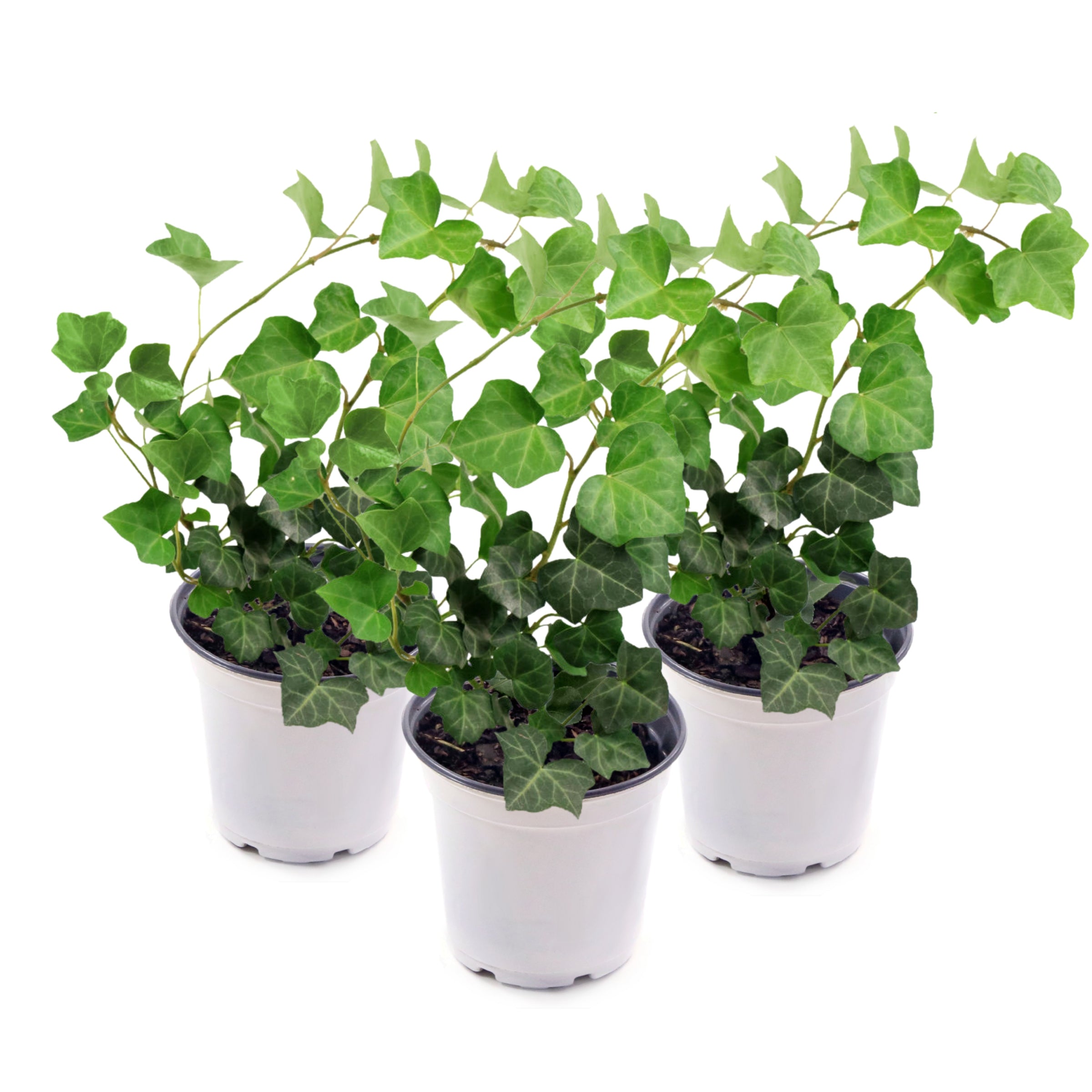 English Ivy (Hedera) X 3 Plants - Evergreen Climber For Pots, Walls, Or Ground Cover