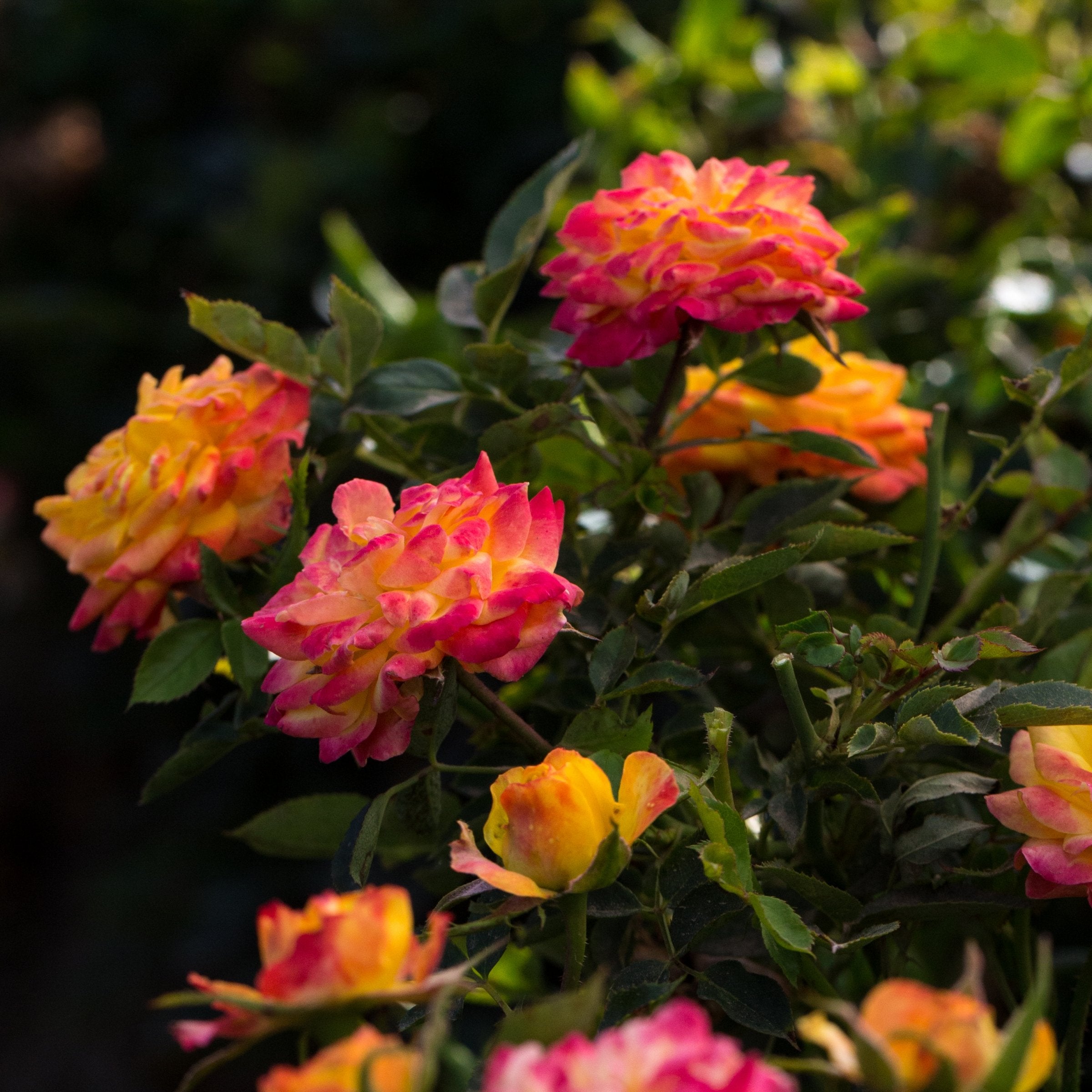 Rose Rainbow Sunblaze 4" Pot
