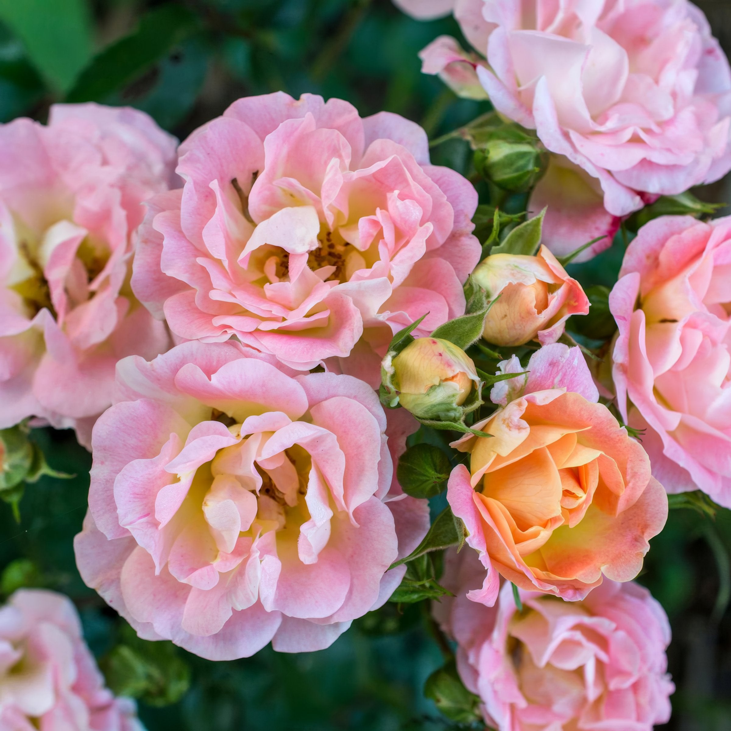 Rose Peach Drift® - 3 Gallon (PICK UP ONLY)