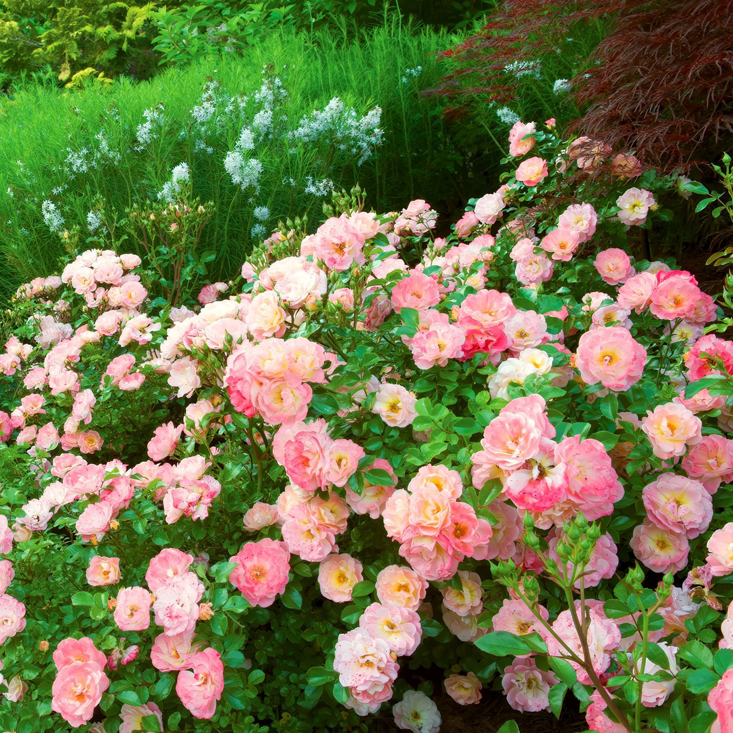 Rose Peach Drift® - 3 Gallon (PICK UP ONLY)