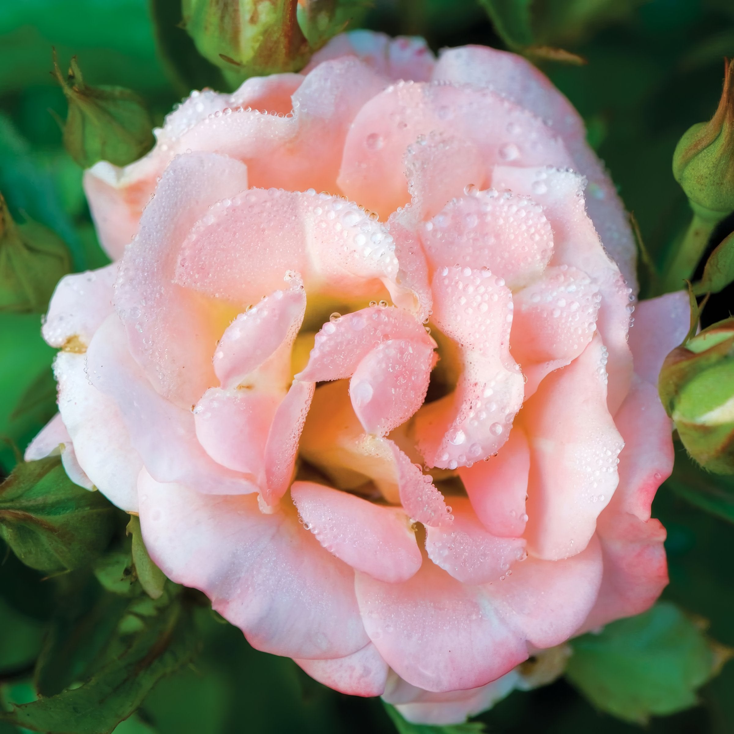 Rose Peach Drift® - 3 Gallon (PICK UP ONLY)