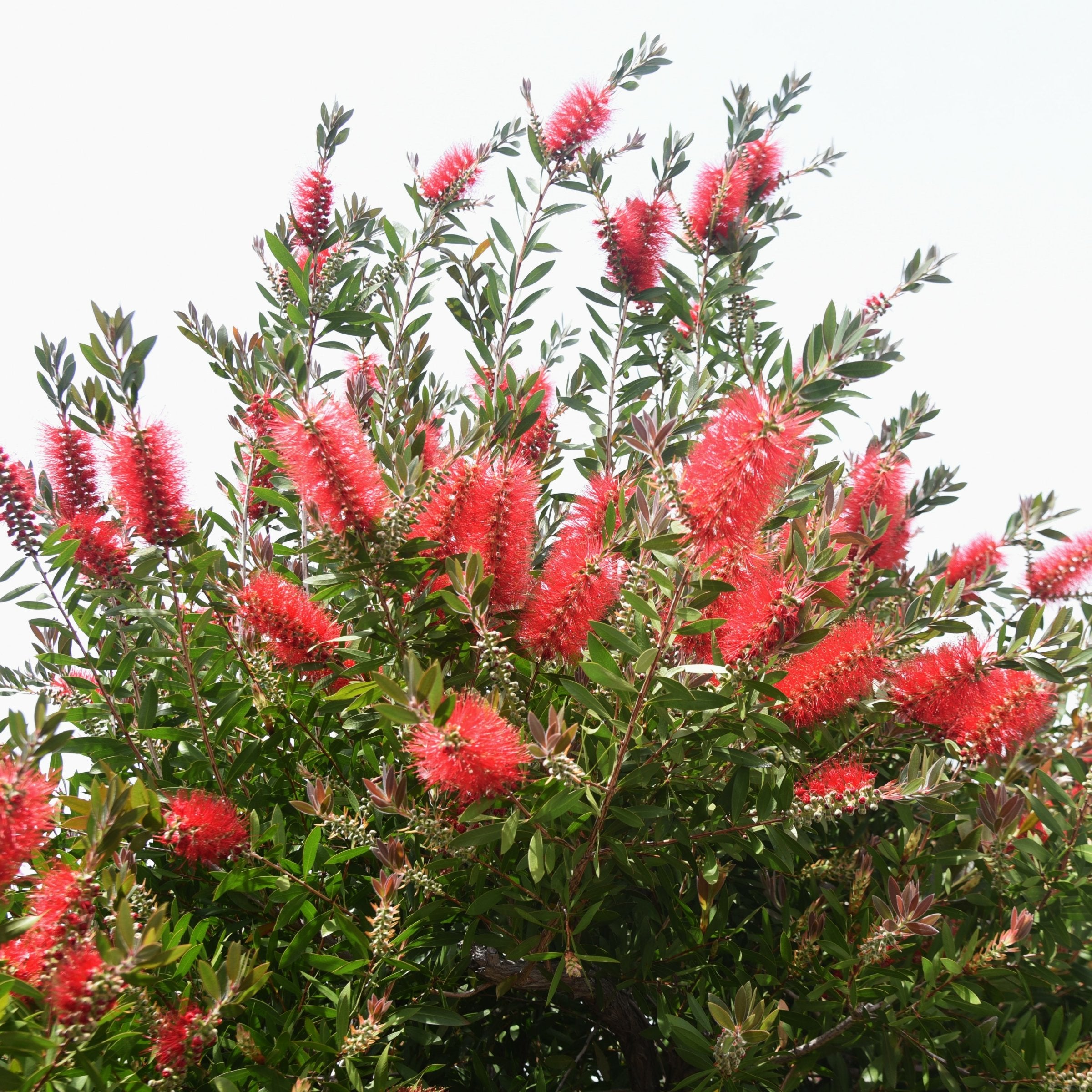Callistemon citrinus 'Bottlebrush' - 1 Gallon (PICK UP ONLY)