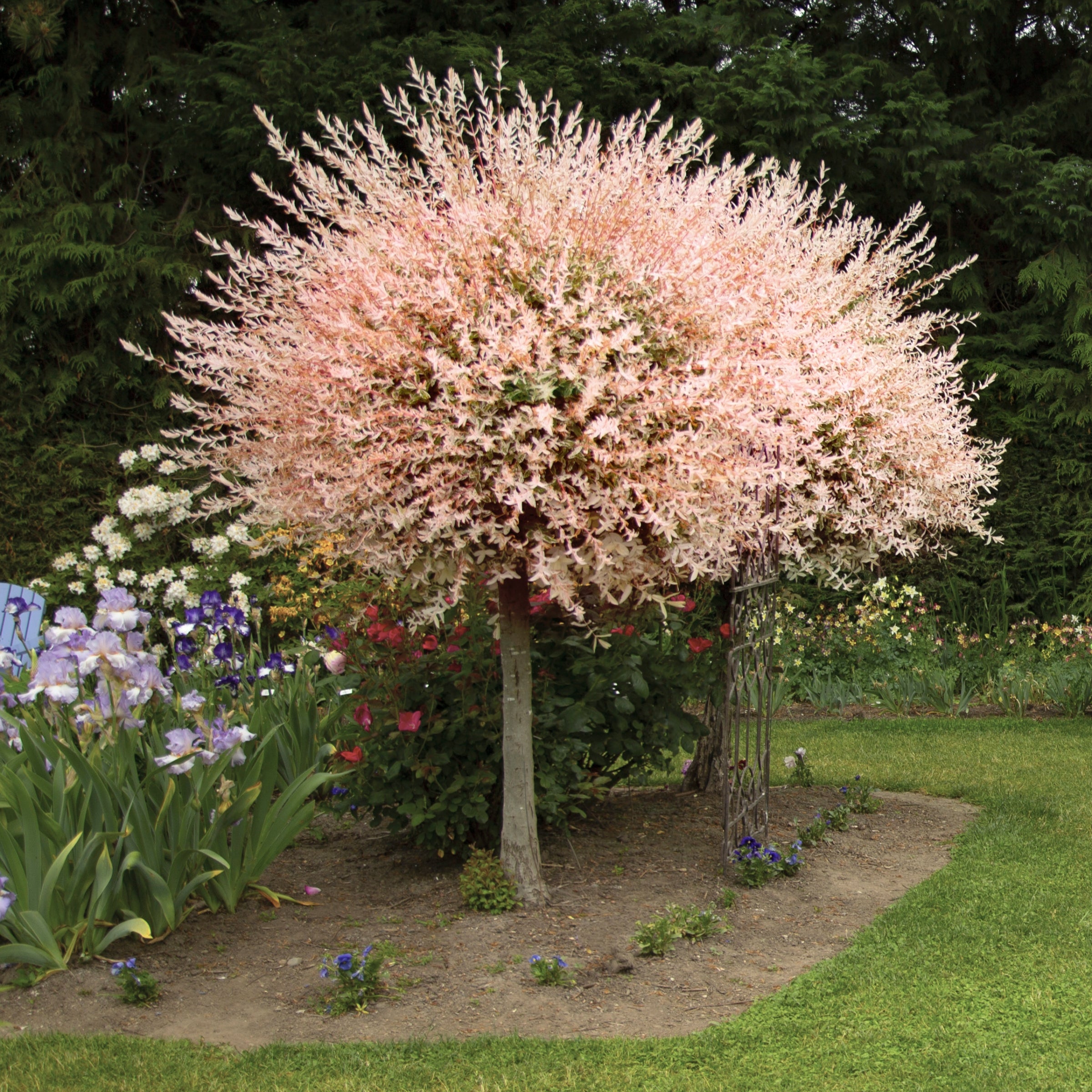 Salix, Dappled Willow Tree 'Hakuro Nishiki' - 3 Gallon Pot