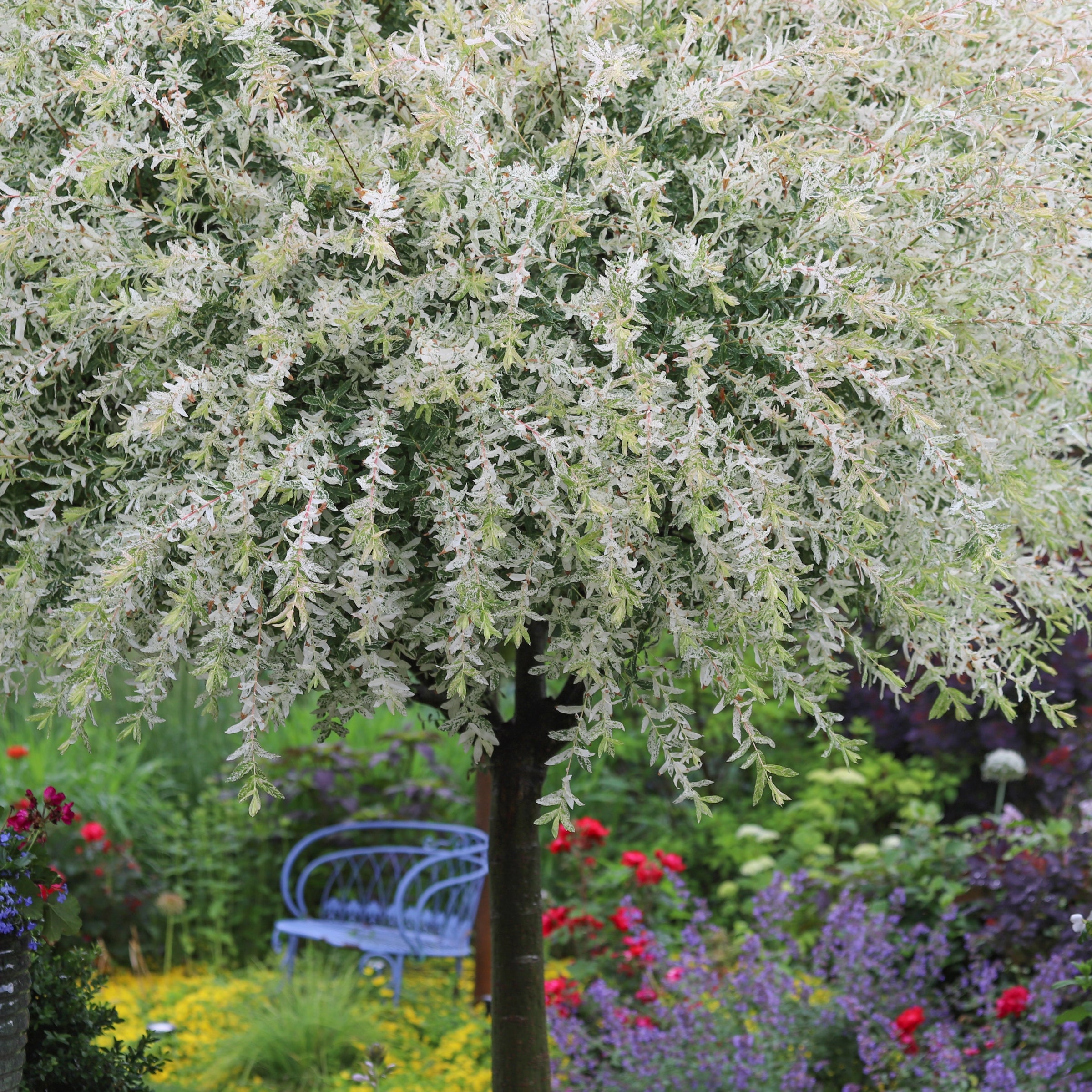 Salix, Dappled Willow Tree 'Hakuro Nishiki' - 3 Gallon Pot