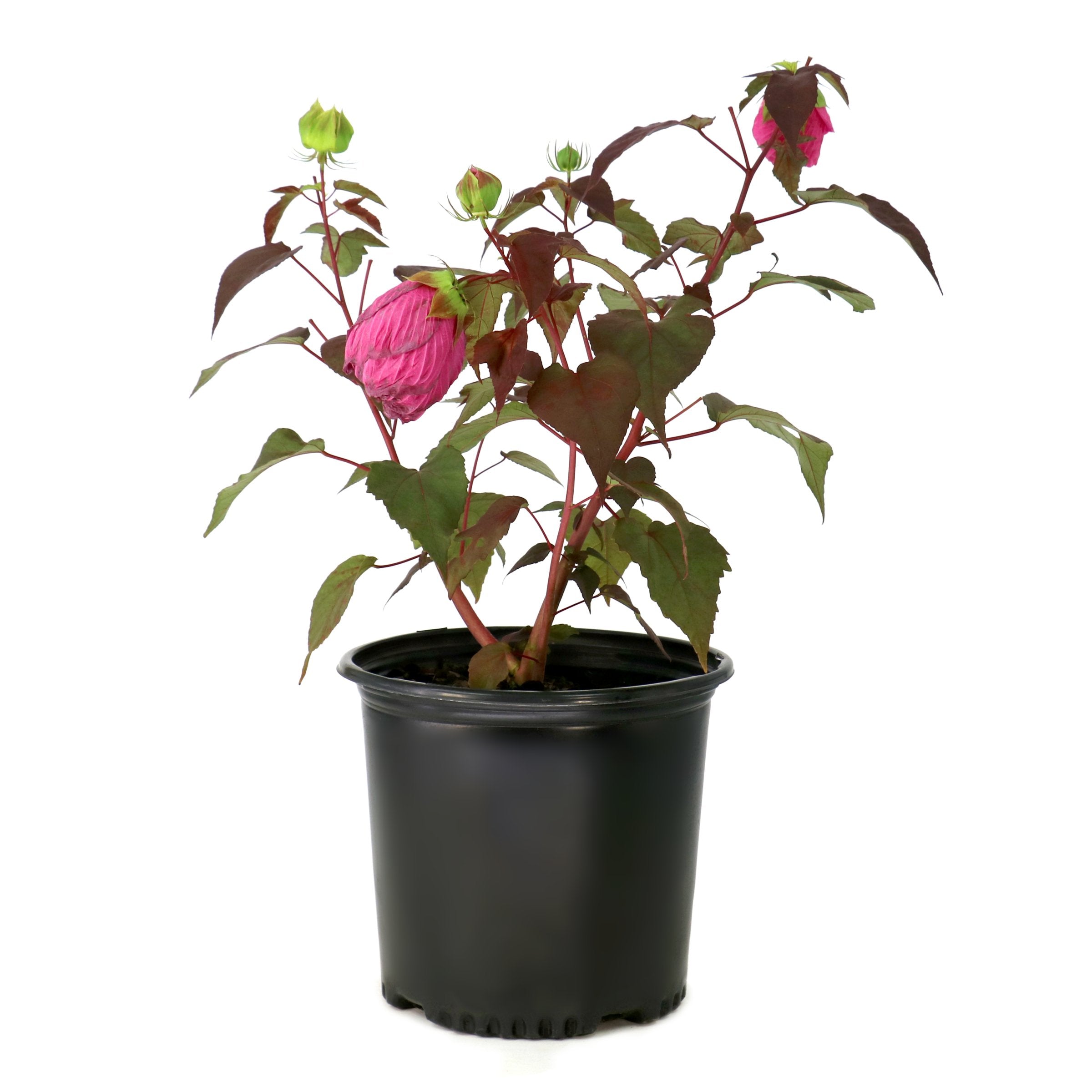 Hibiscus Head-over-Heels ‘Passion’ - 1G Pot