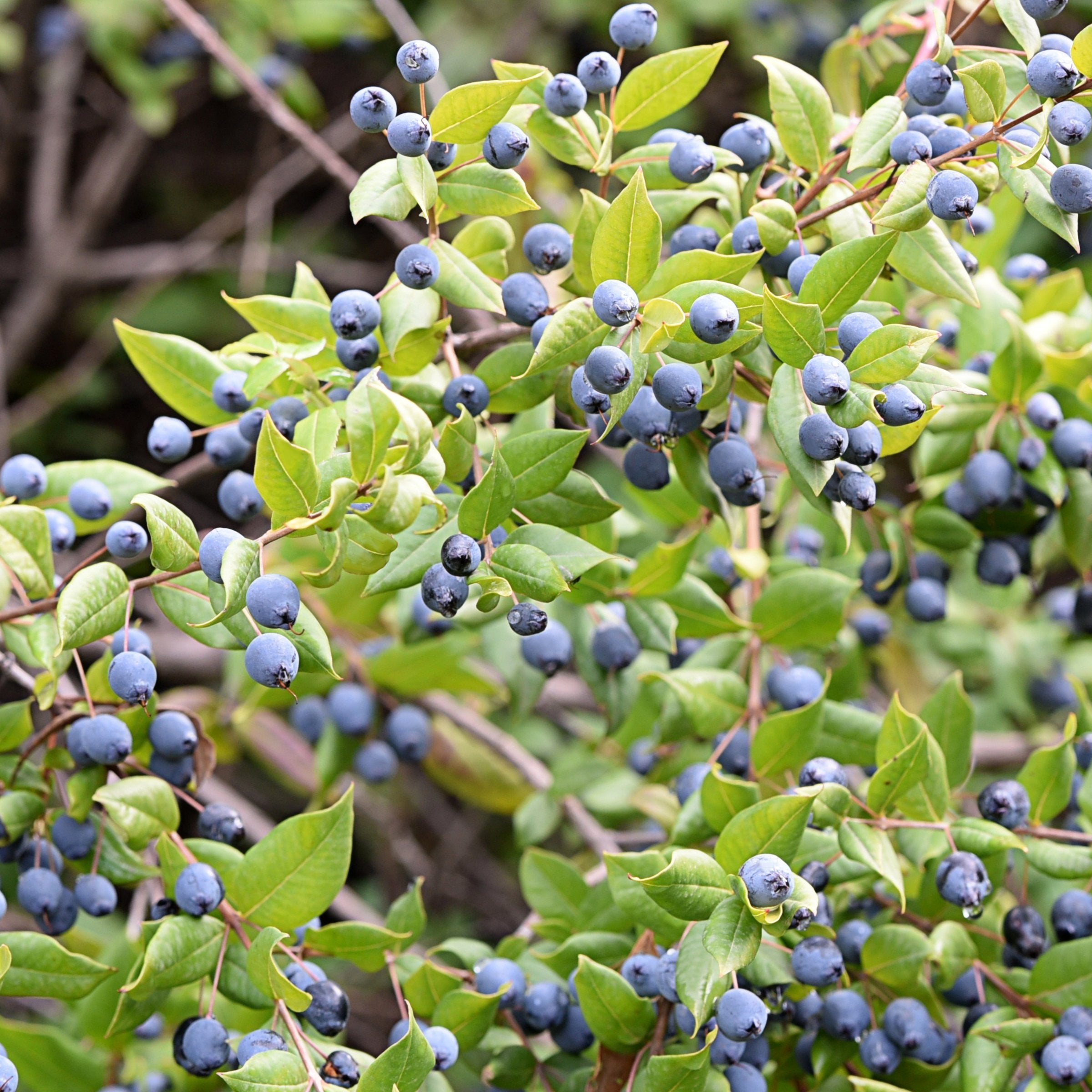 Vaccinium 'Biloxi' Blueberry - 1 Gallon Pot