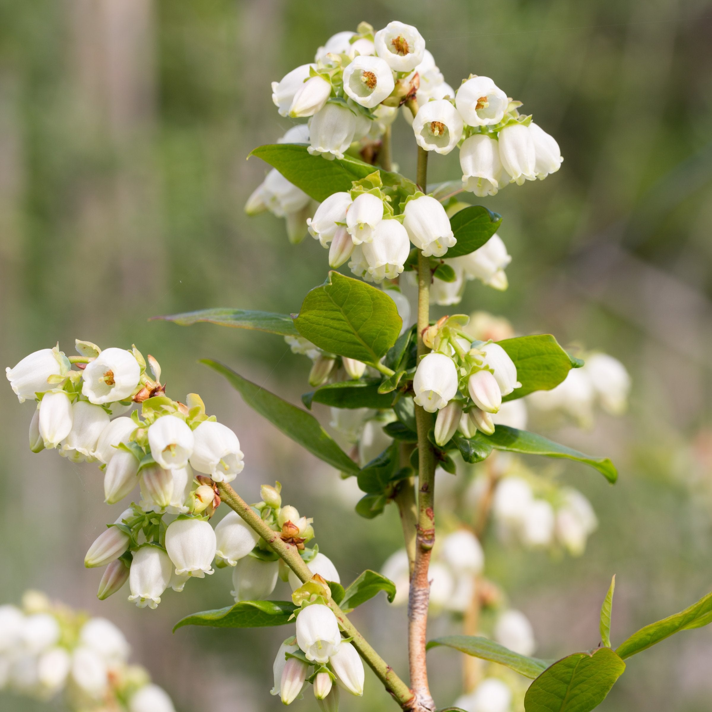 Vaccinium 'Biloxi' Blueberry - 1 Gallon Pot