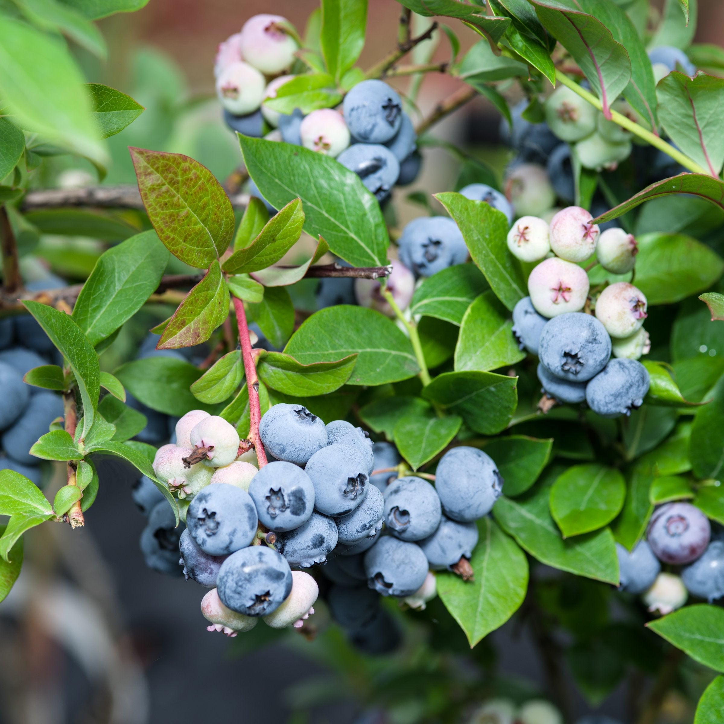 Vaccinium 'Biloxi' Blueberry - 1 Gallon Pot