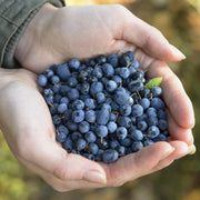 Vaccinium, Blueberry 'Biloxi' - 1 Gallon (PICK UP ONLY)
