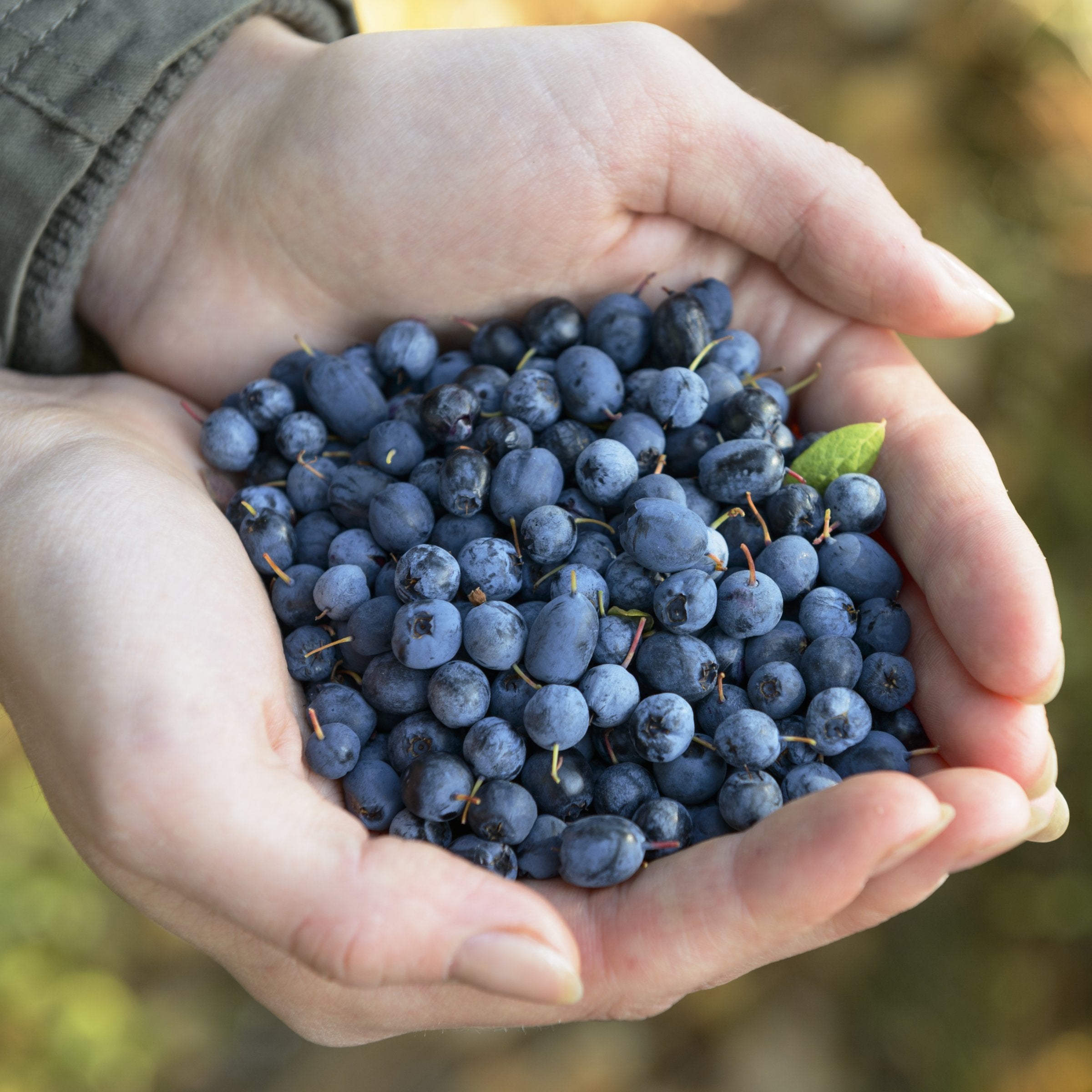 Vaccinium, Blueberry 'Biloxi' - 1 Gallon (PICK UP ONLY)