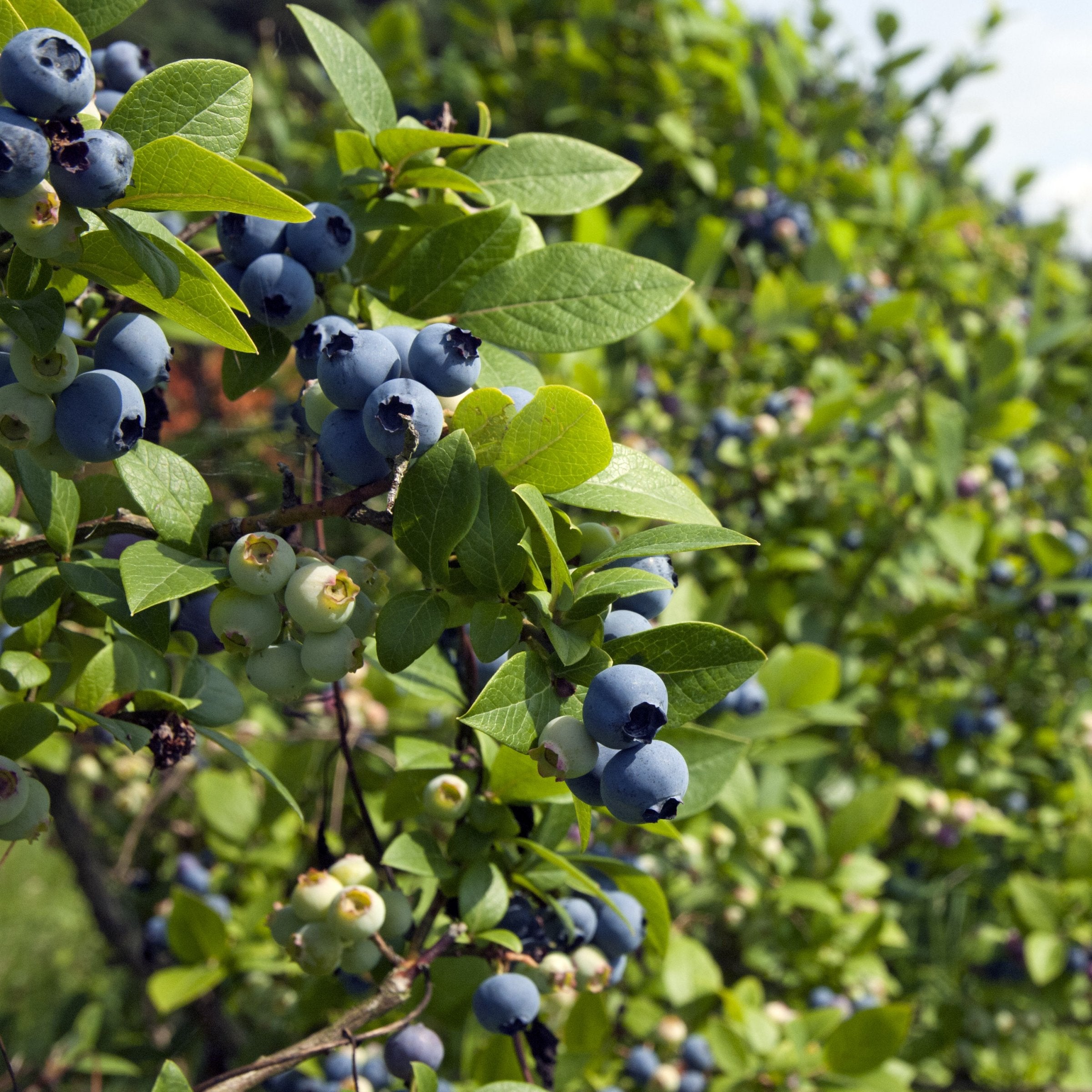 Vaccinium, Blueberry 'Biloxi' - 1 Gallon (PICK UP ONLY)