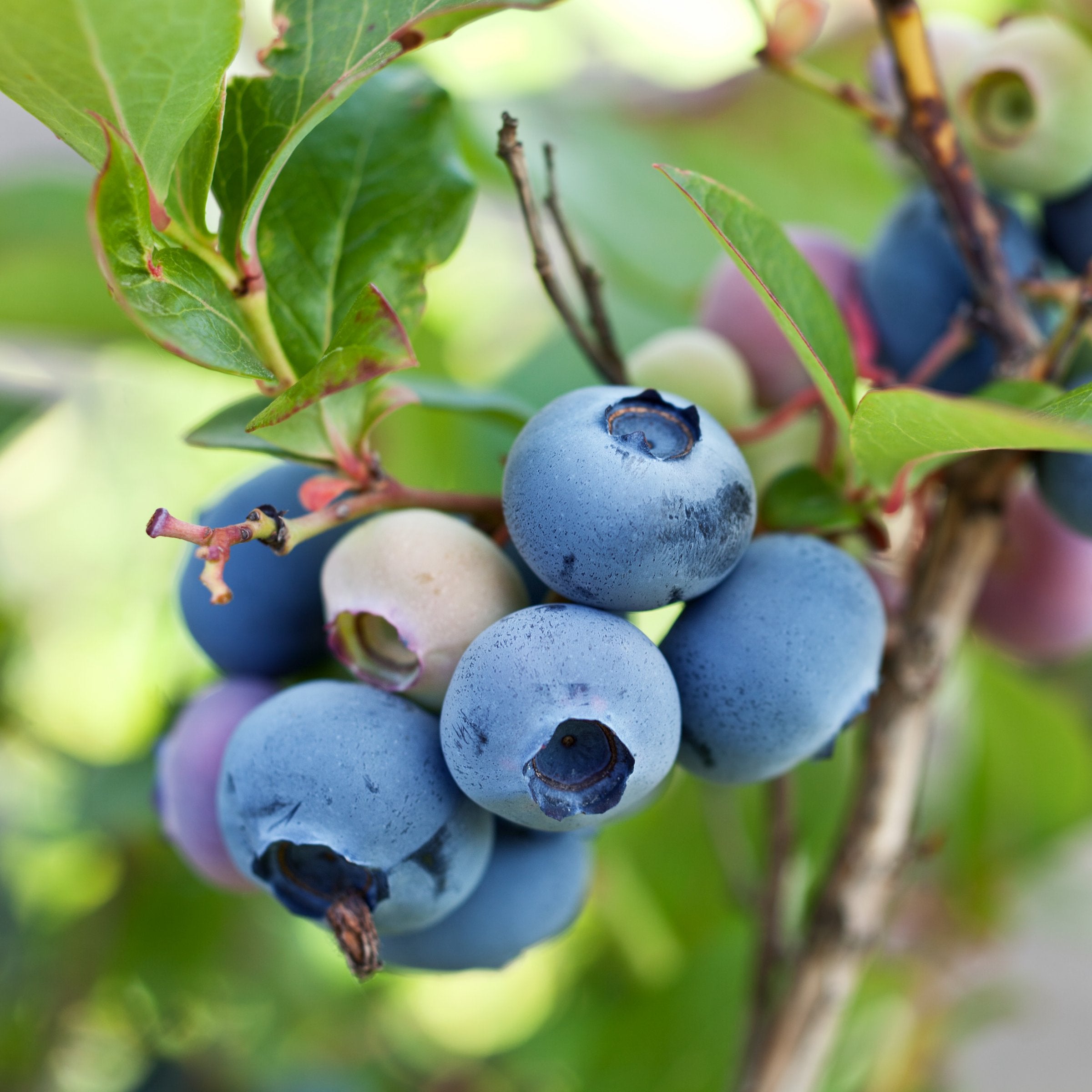 Vaccinium 'Biloxi' Blueberry - 1 Gallon Pot