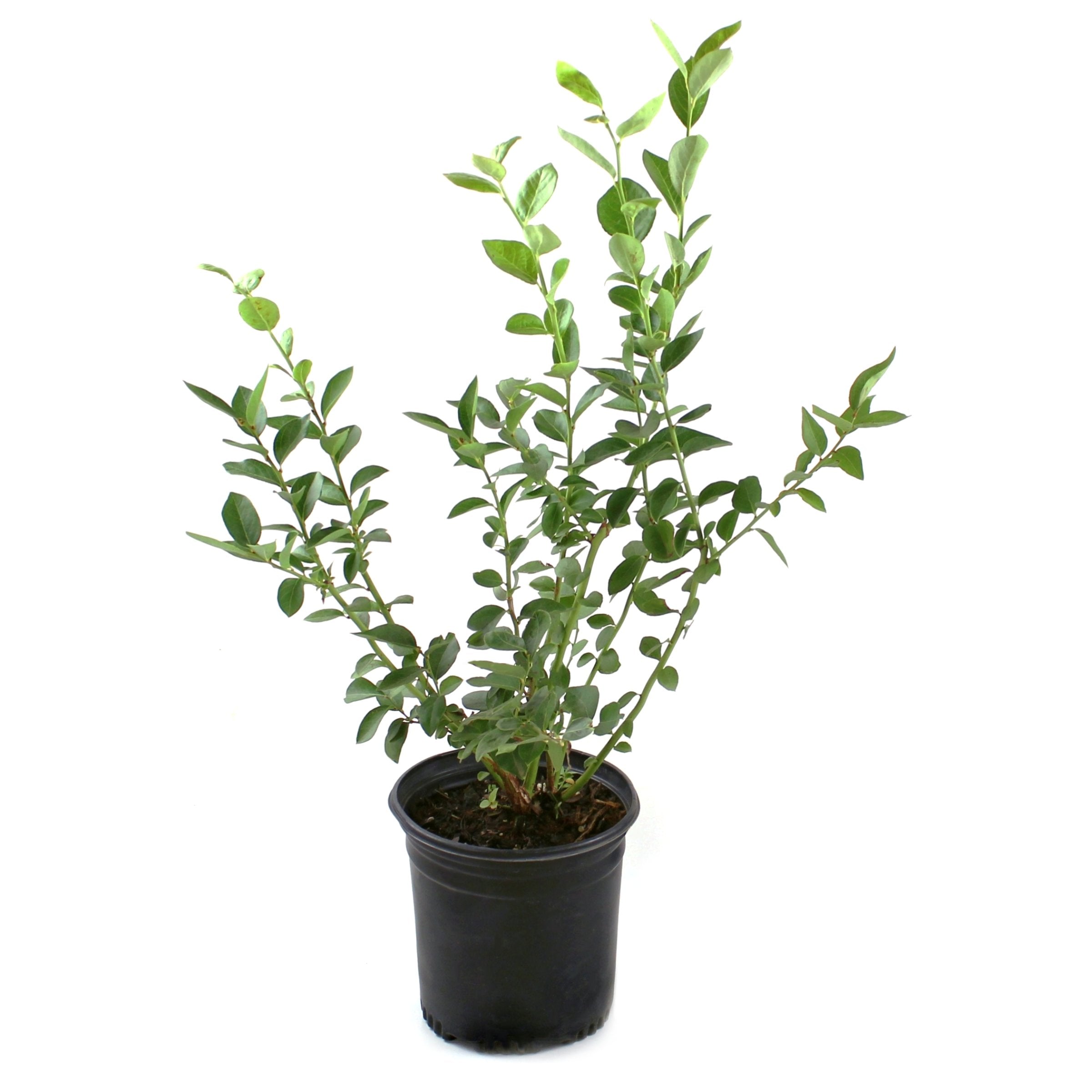 Vaccinium 'Biloxi' Blueberry - 1 Gallon Pot