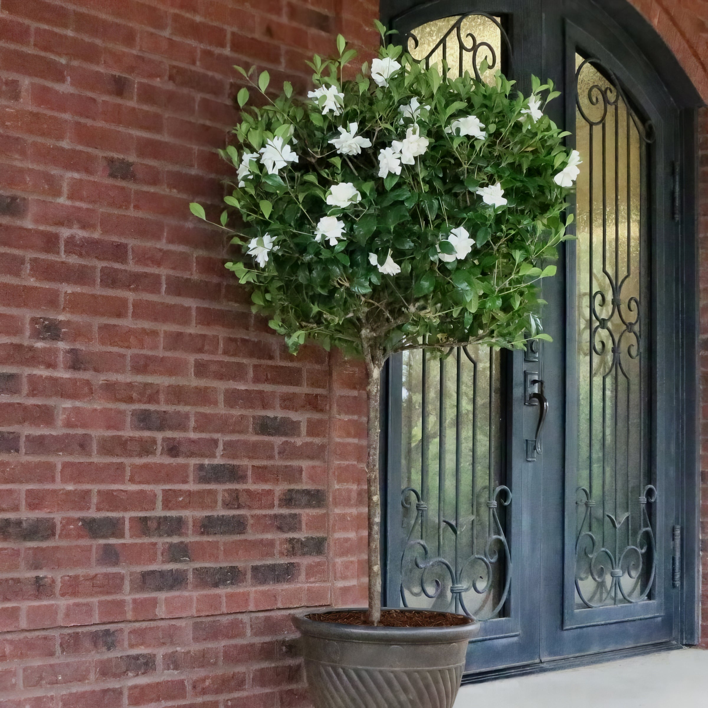 'Aimee' Gardenia Standard Tree - 1 Gallon Pot