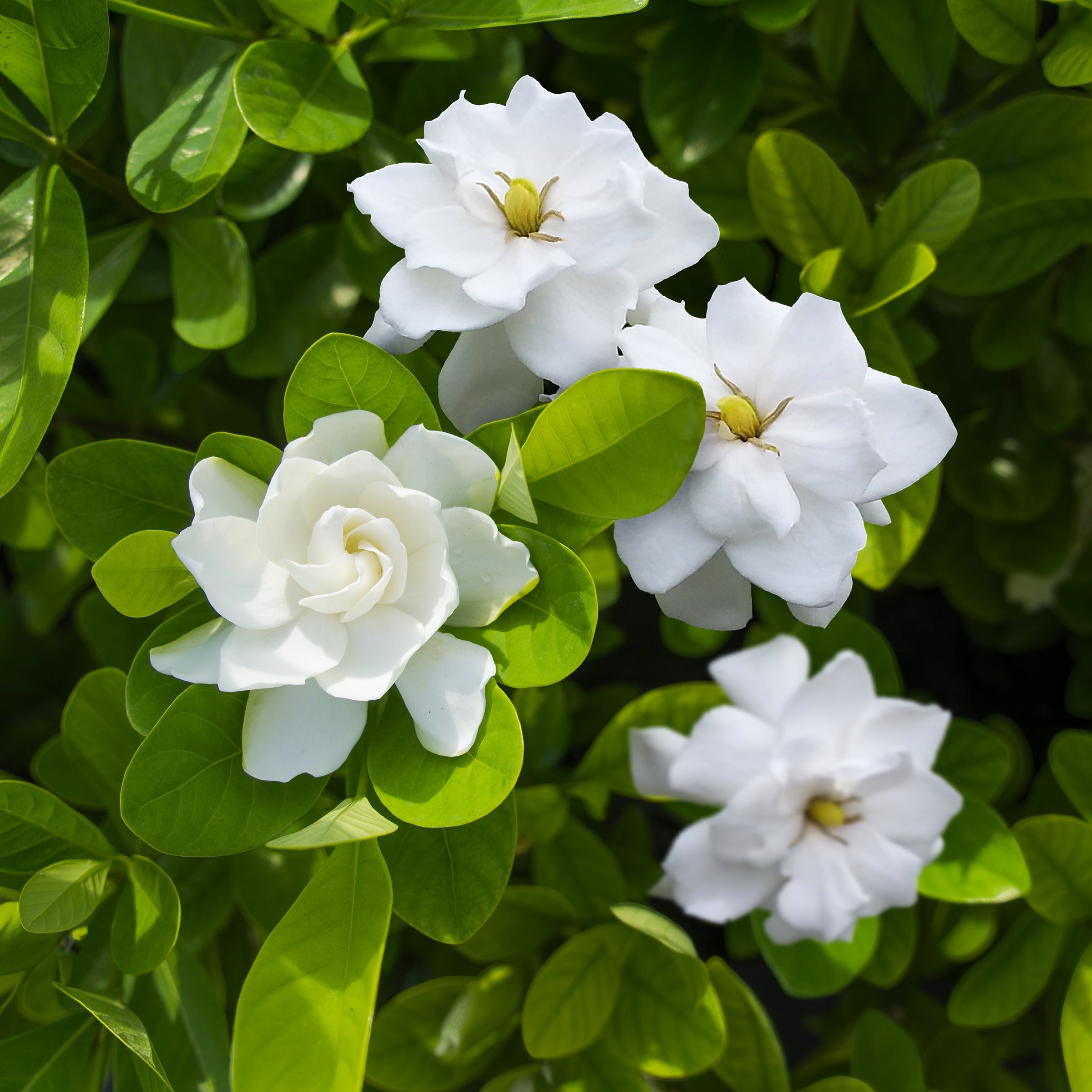 'Aimee' Gardenia Standard Tree - 1 Gallon Pot