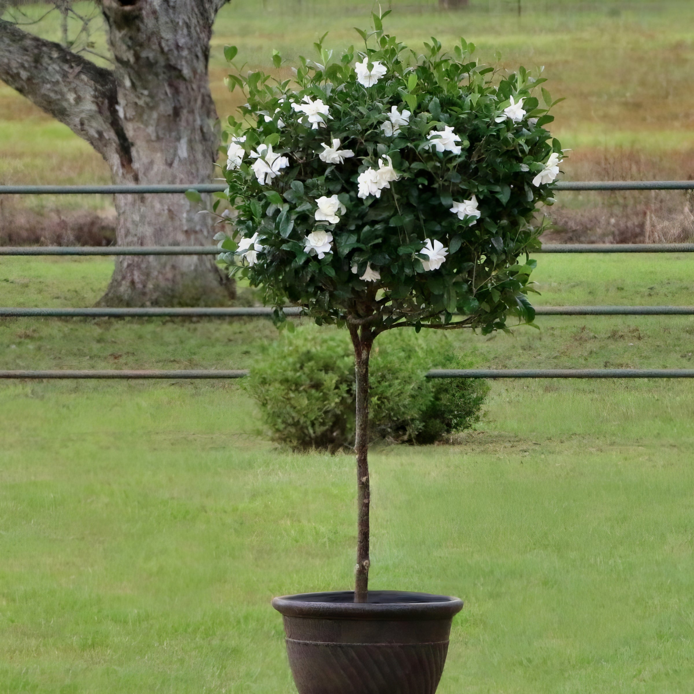 'Aimee' Gardenia Standard Tree - 1 Gallon Pot