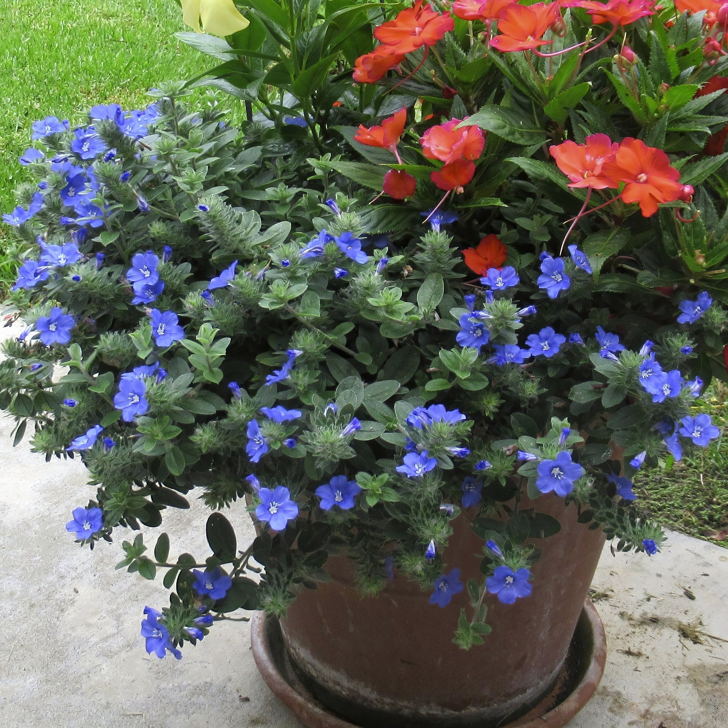 Evolvulus Beach Bum Blue - 3.25" Pot (Pick Up Only)