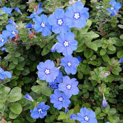 Beach Bum Blue' Evolvulus - 3.25" Pot