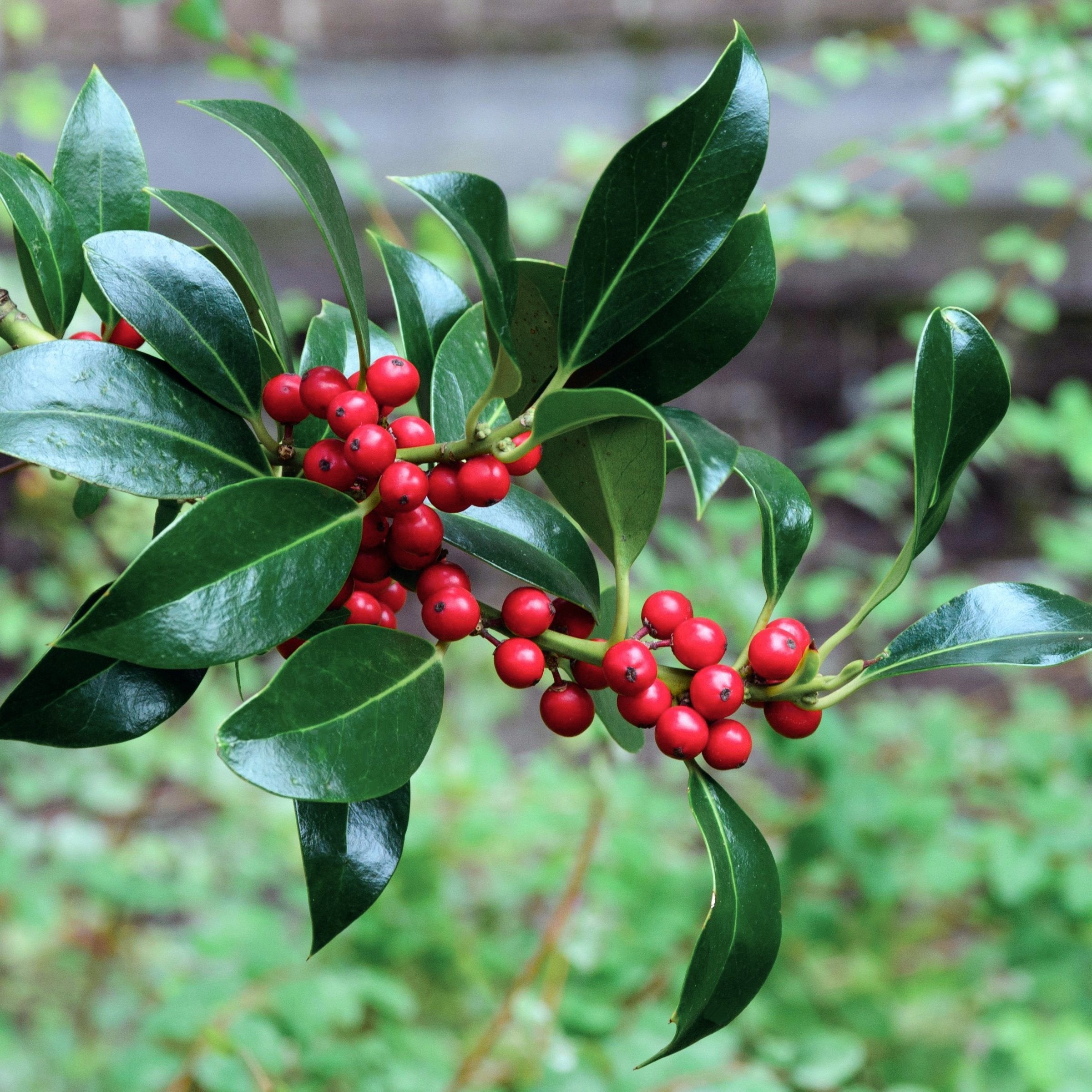 Ilex 'Pyramidalis' Pyramid Holly Shrub  -  4" Pot