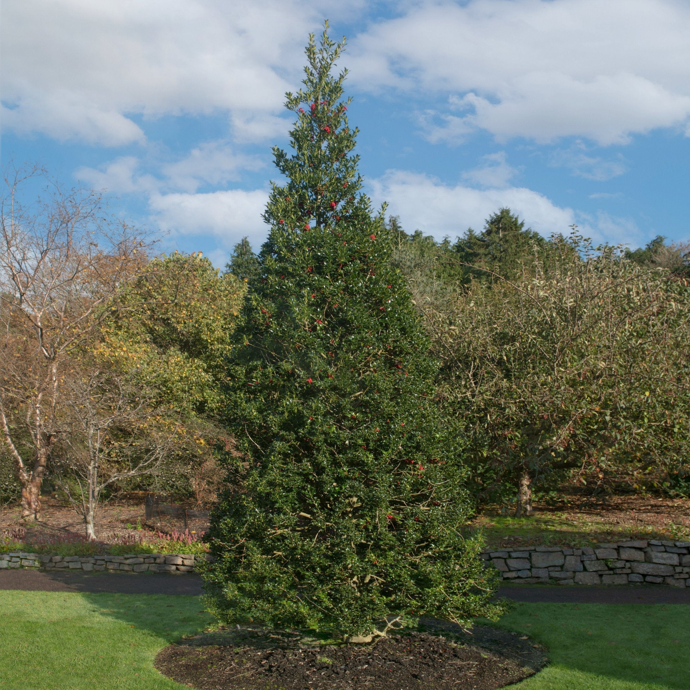 Ilex 'Pyramidalis' Pyramid Holly Shrub  -  4" Pot
