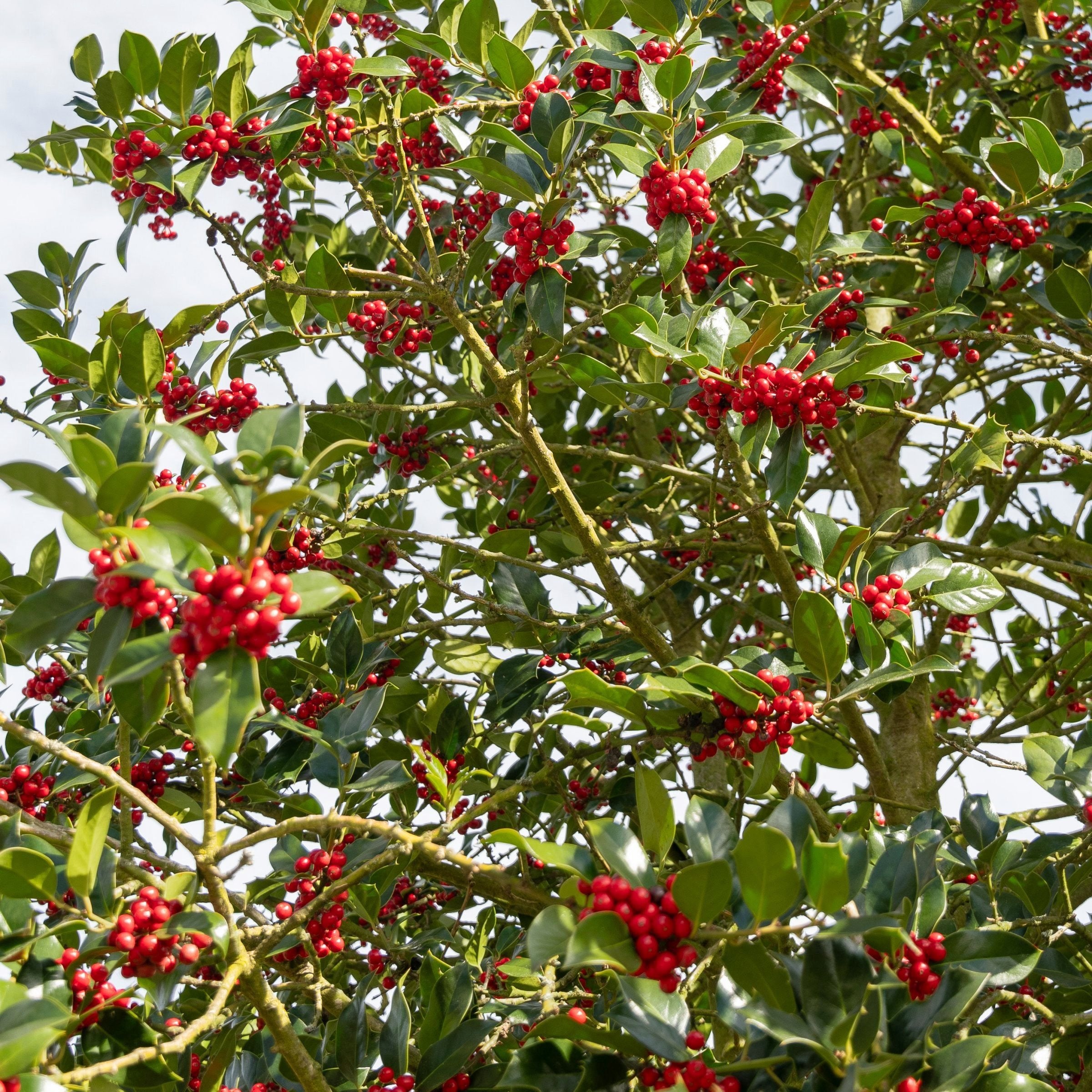 Ilex 'Pyramidalis' Pyramid Holly Shrub  -  4" Pot