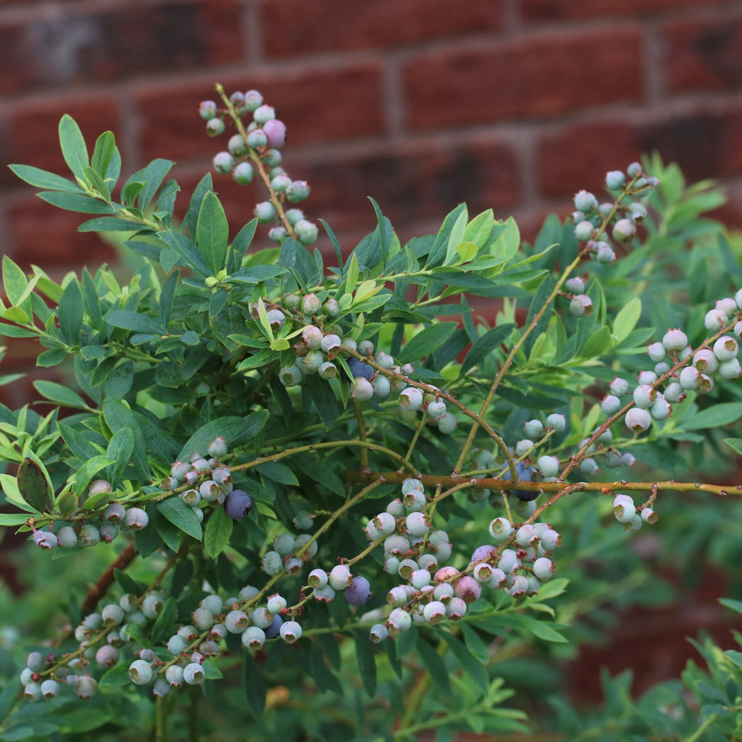 Vaccinium, Blueberry 'Legacy' - 1 Gallon (Pick Up Only)