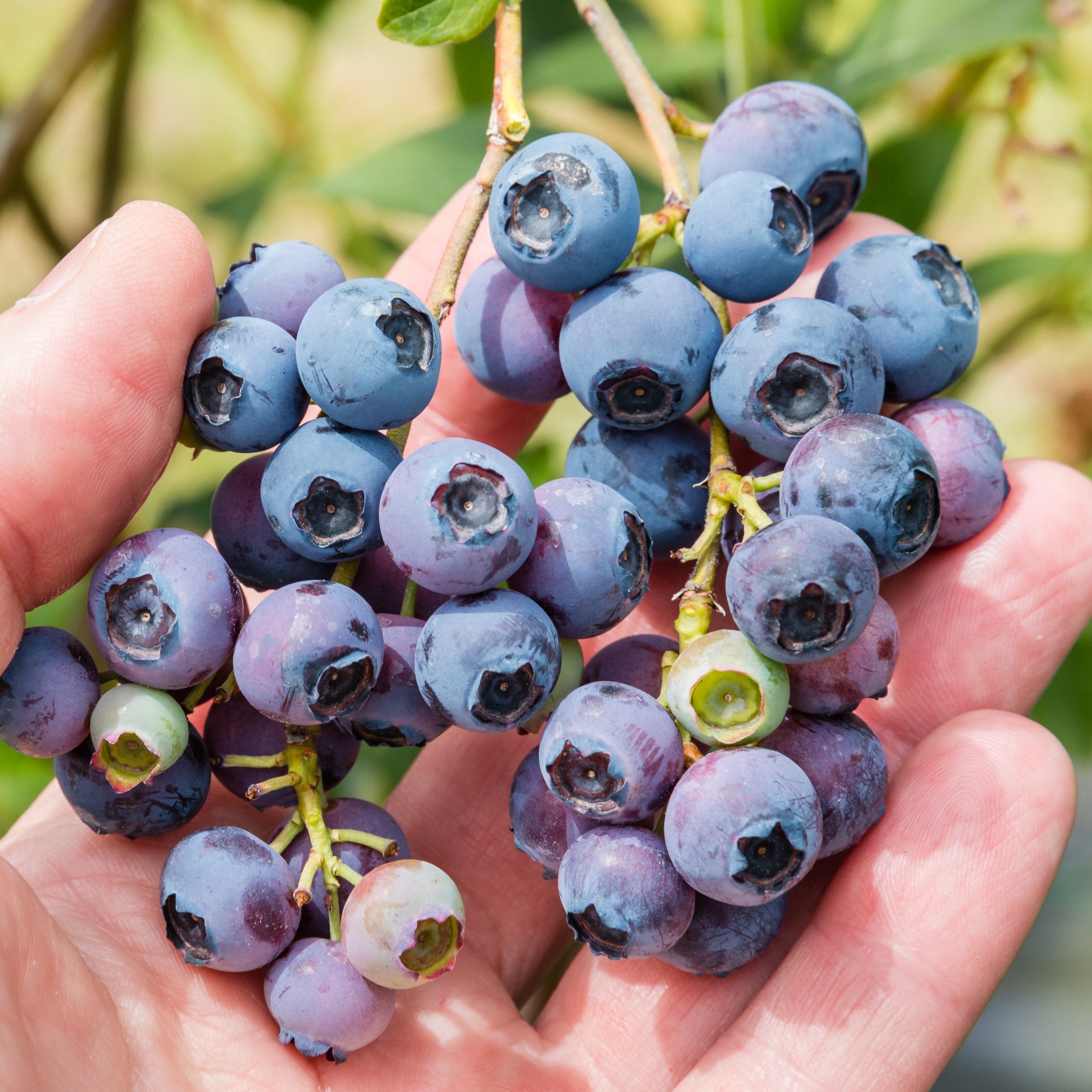 Vaccinium, Blueberry 'Legacy' - 1 Gallon (Pick Up Only)