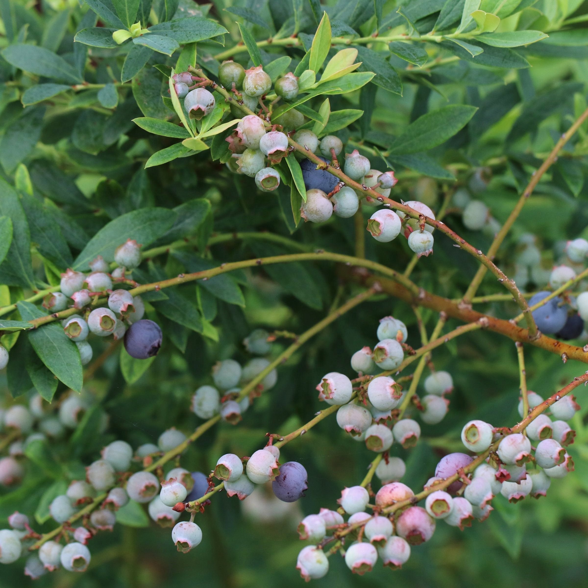 Vaccinium, Blueberry 'Legacy' - 1 Gallon (Pick Up Only)