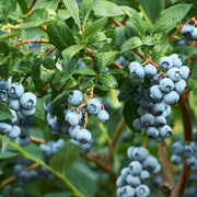 Vaccinium 'Legacy' Blueberry - 1 Gallon Pot