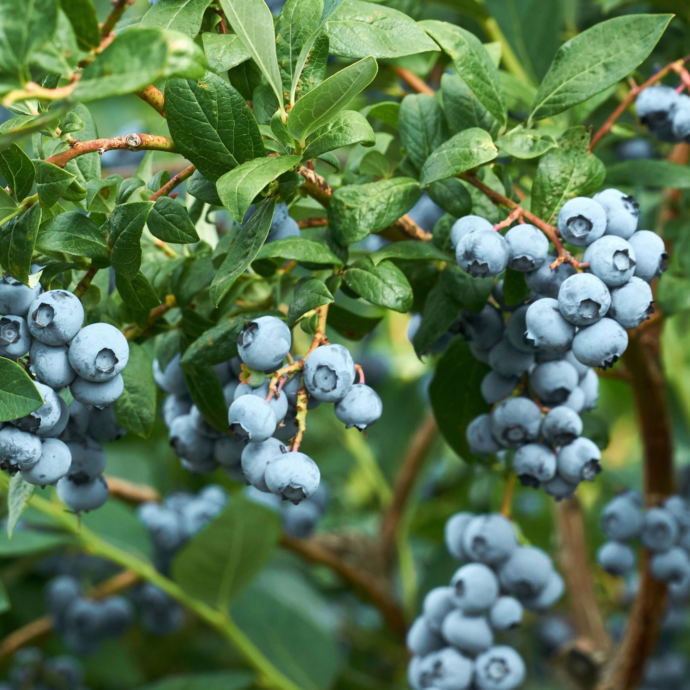 Vaccinium Blueberry Legacy - 1 Gallon Pot