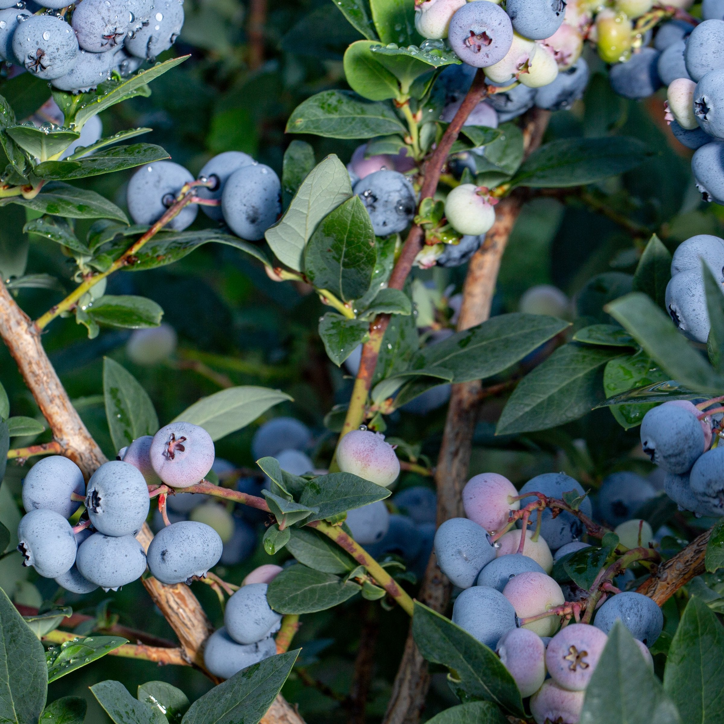 Vaccinium, Blueberry 'Elliot' - 1 Gallon (PICK UP ONLY)