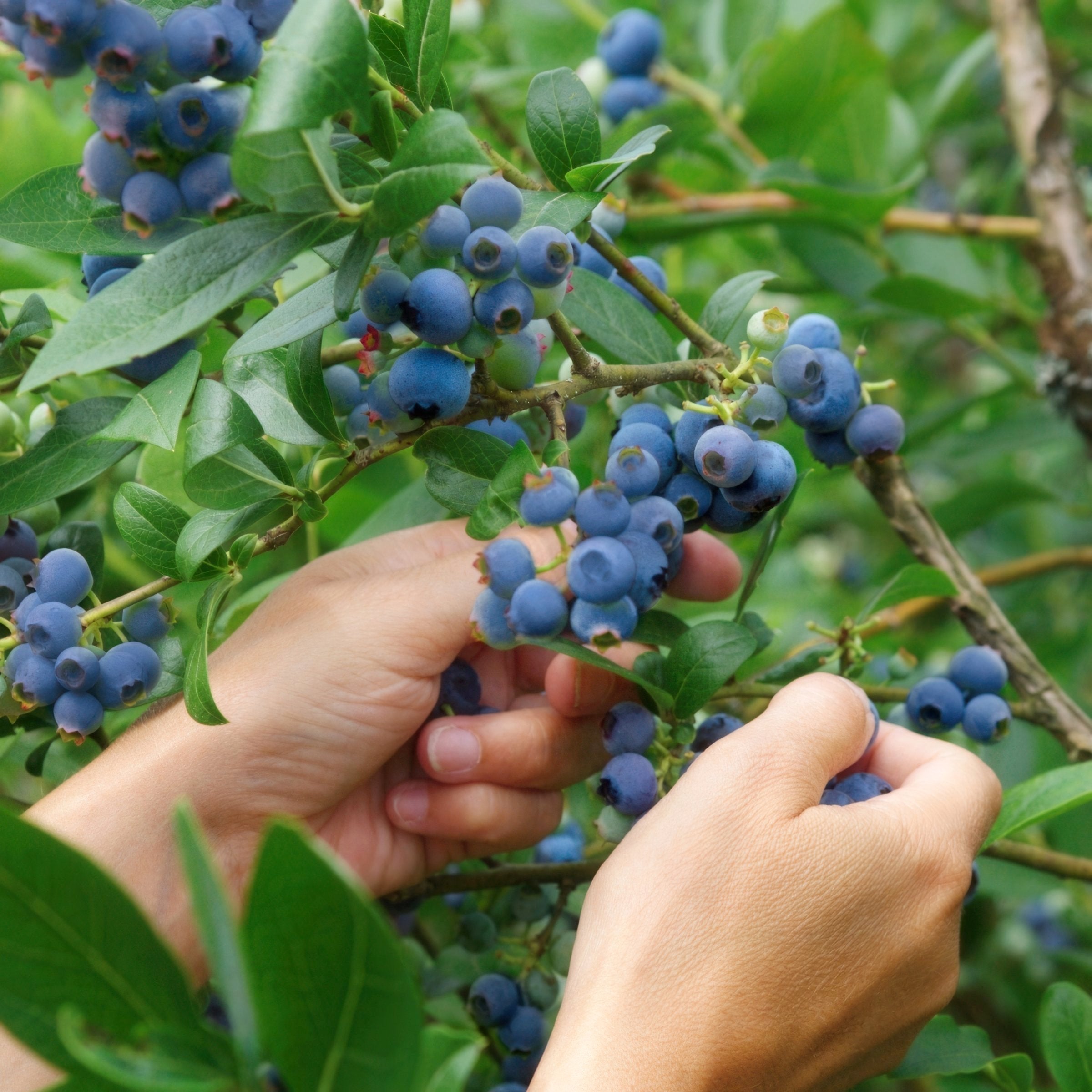 Vaccinium, Blueberry 'Elliot' - 1 Gallon (PICK UP ONLY)