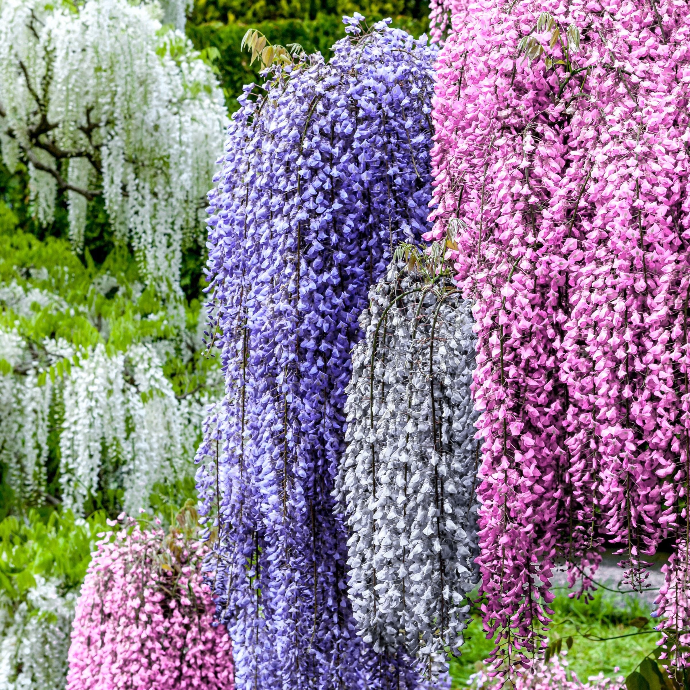 Wisteria Surprise, Mystery Color Combination – 1 Gallon Pot