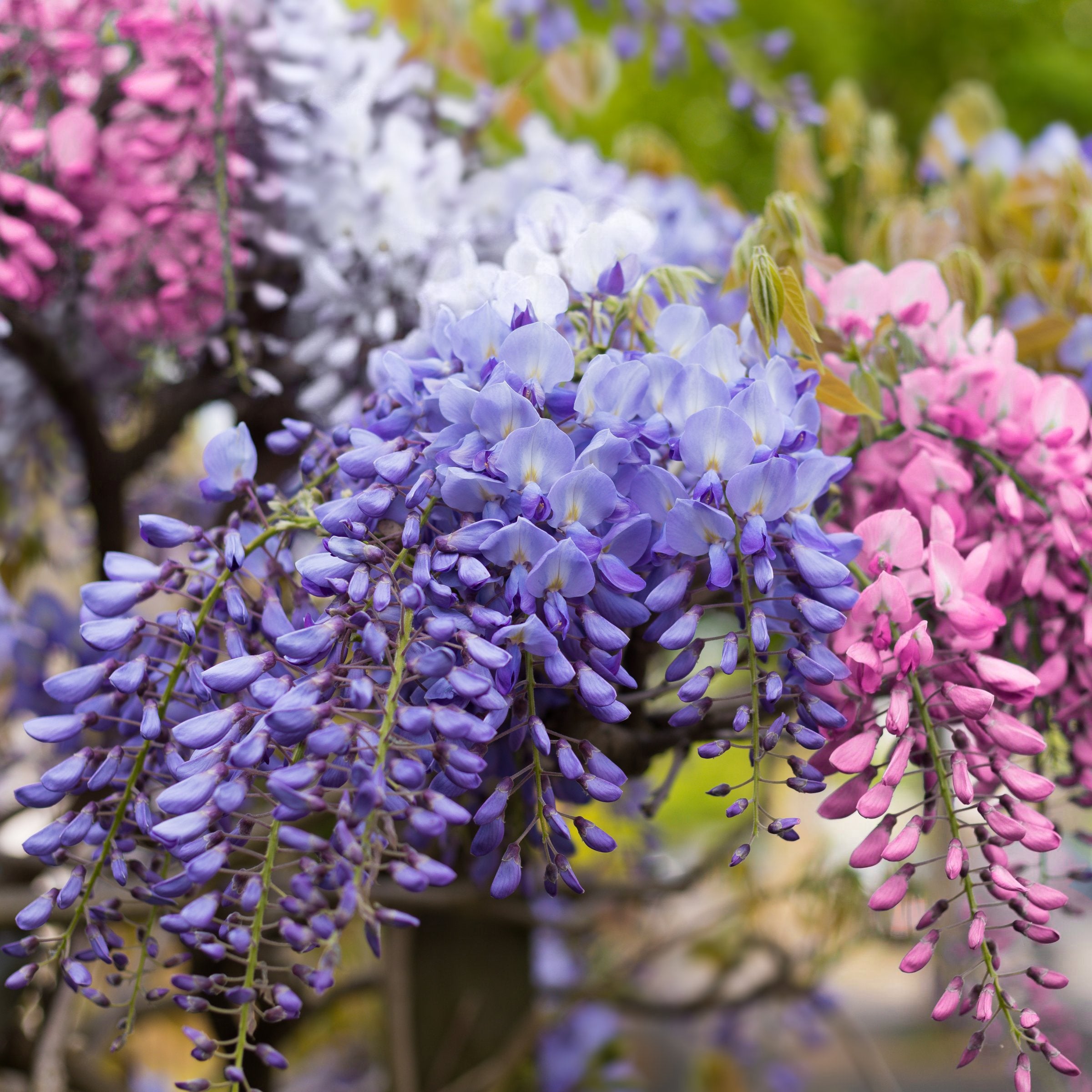 Wisteria Surprise, Mystery Color Combination – 1 Gallon Pot