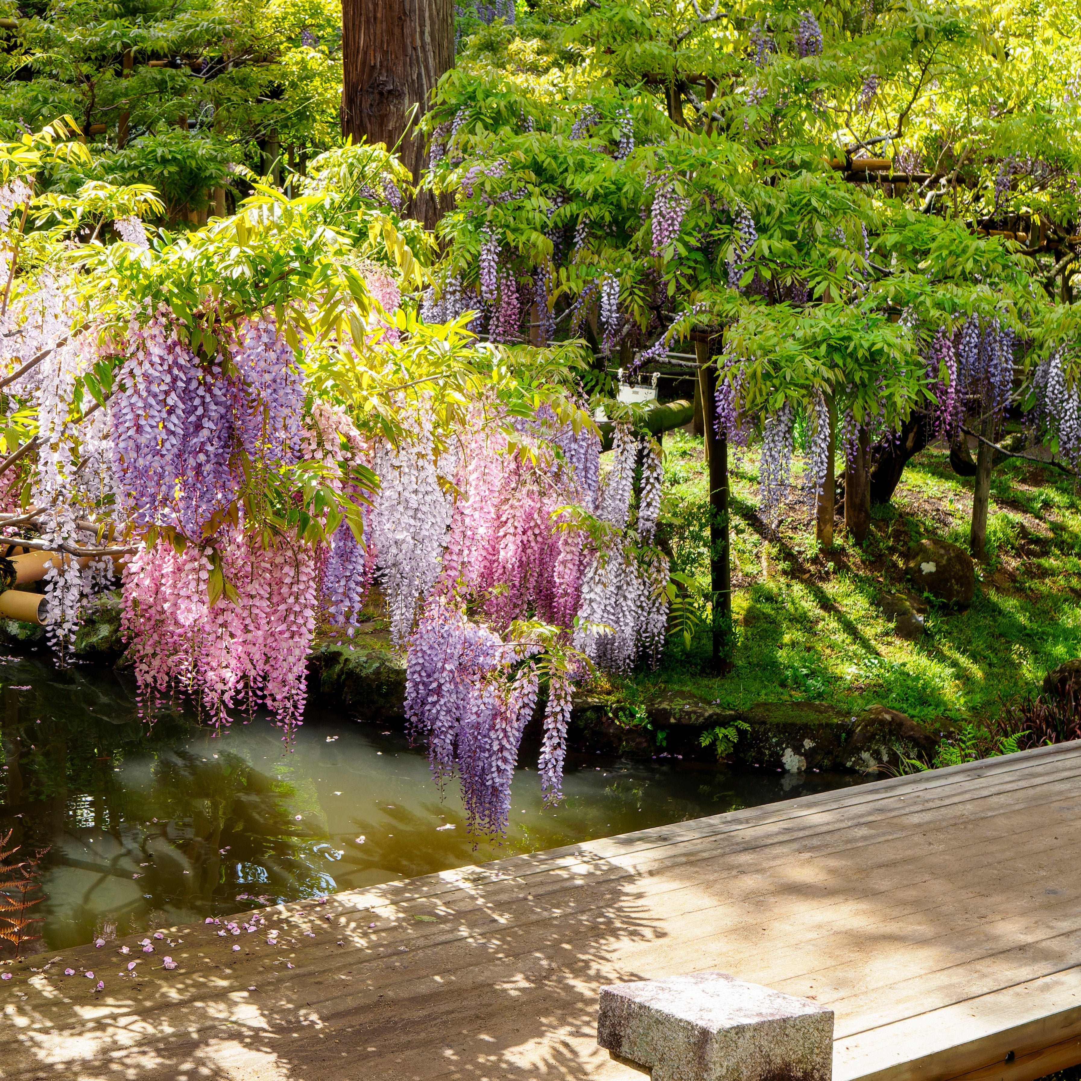 Wisteria Surprise, Mystery Color Combination – 1 Gallon Pot